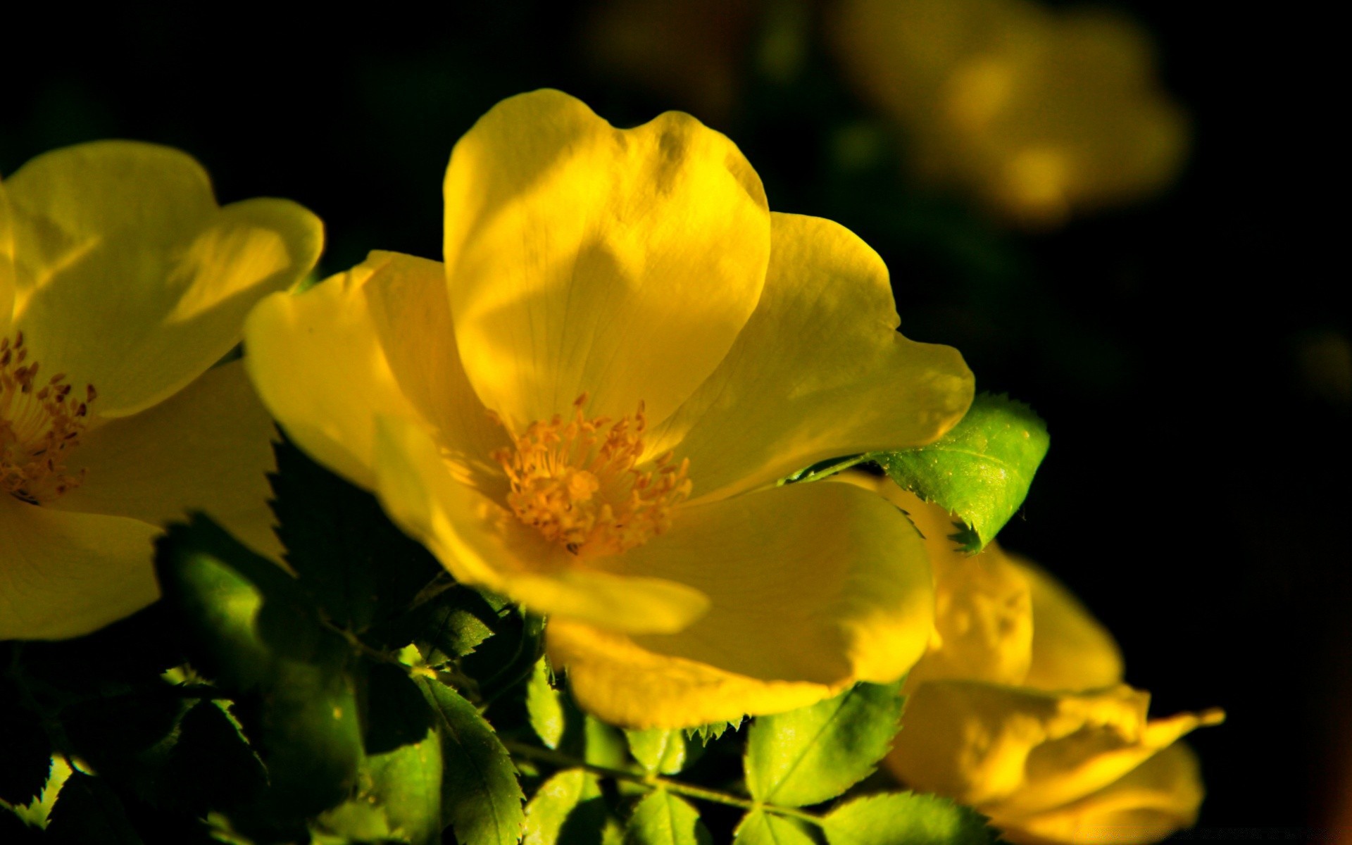 blumen natur blume blatt flora sommer garten blütenblatt hell wachstum blumen blühen farbe rose unschärfe im freien