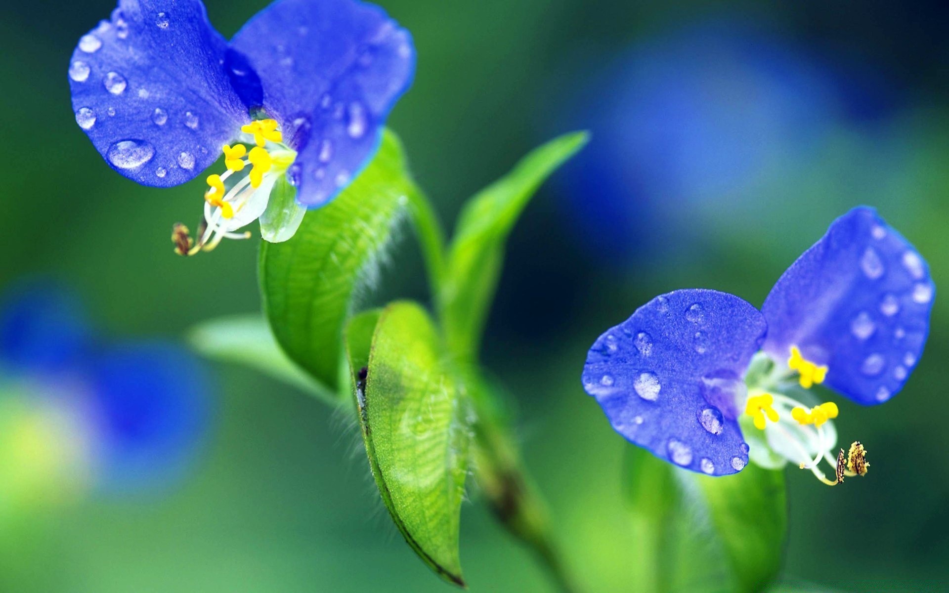 çiçekler doğa çiçek bulanıklık yaprak açık havada flora yaz