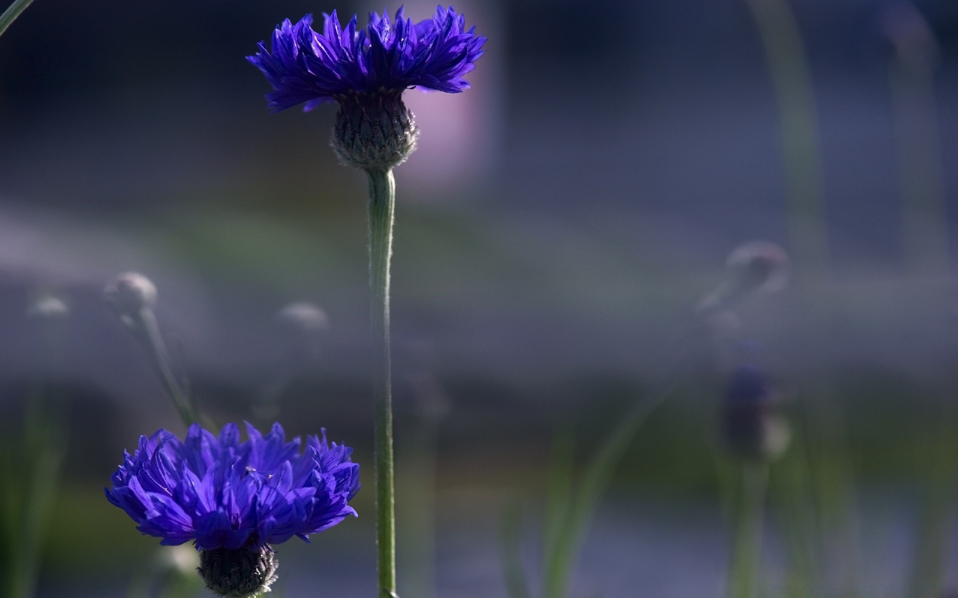 flowers flower nature flora summer hayfield garden outdoors field leaf growth husk grass blur cornflower environment color head blooming close-up