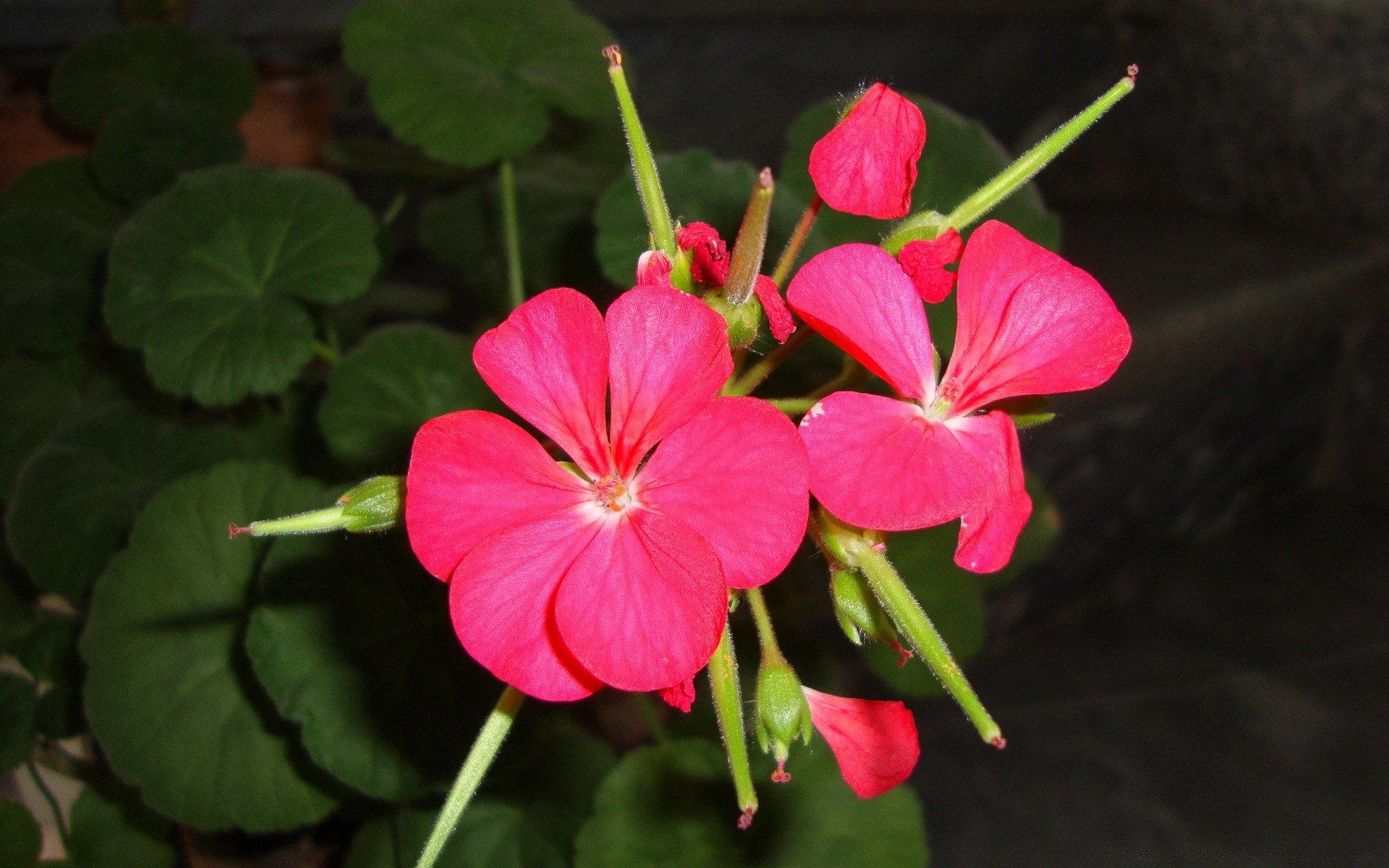 blumen natur blume flora blatt sommer garten blütenblatt blühen im freien blumen wachstum romantik hell farbe