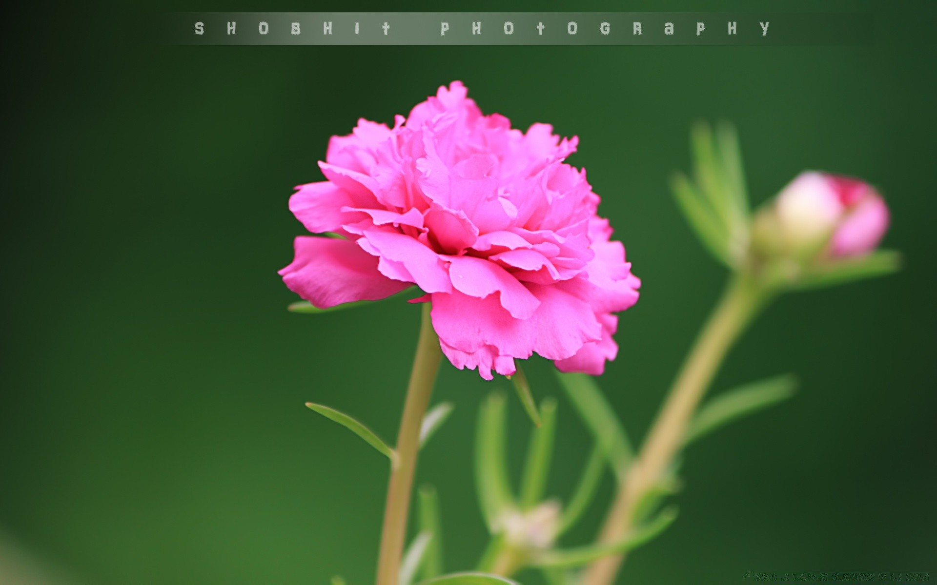 flowers nature leaf flower flora summer bright petal growth garden delicate floral blooming outdoors