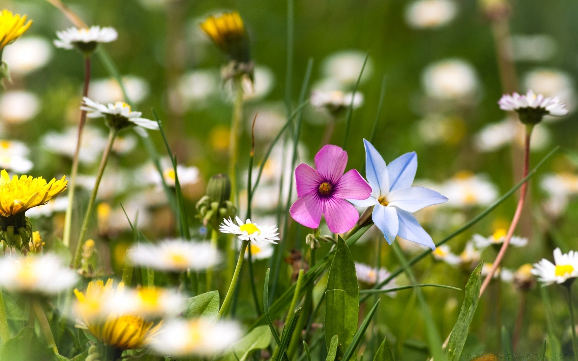 fleurs nature fleur été flore herbe jardin champ foin croissance lumineux bluming à l extérieur feuille rural beau temps saison gros plan floral soleil