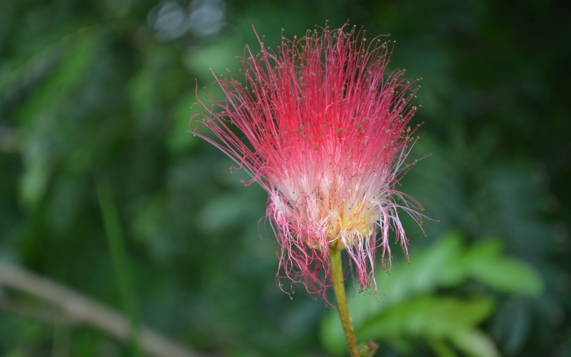 kwiaty natura liść flora lato na zewnątrz zbliżenie ogród kwiat jasny dziki kolor tropikalny