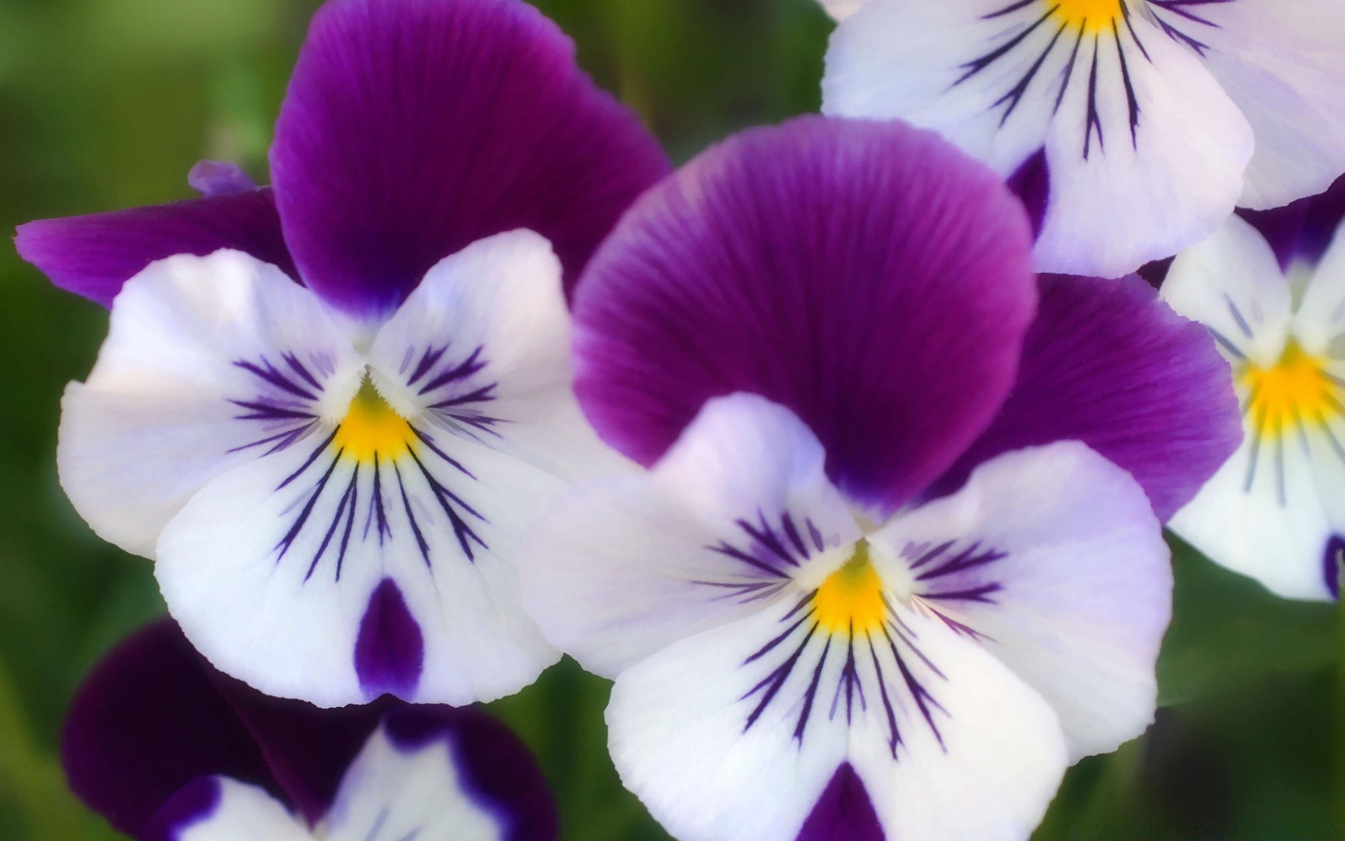 flowers flower floral pansy flora nature blooming petal garden violet color leaf beautiful close-up bright botanical viola