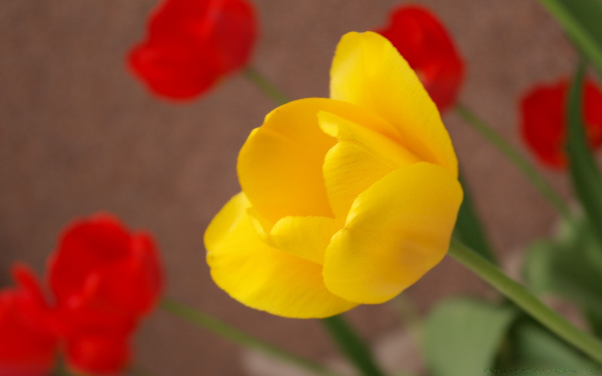 flowers nature flower flora garden bright leaf color outdoors summer growth petal blur