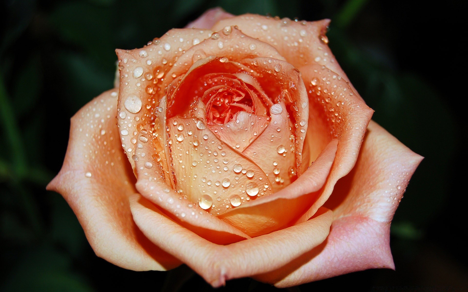 çiçekler çiçek gül aşk taçyaprağı düğün romantizm çiçek doğa çiy hediye yaprak flora yıldönümü çiçeklenme bahçe romantik aşk ihale