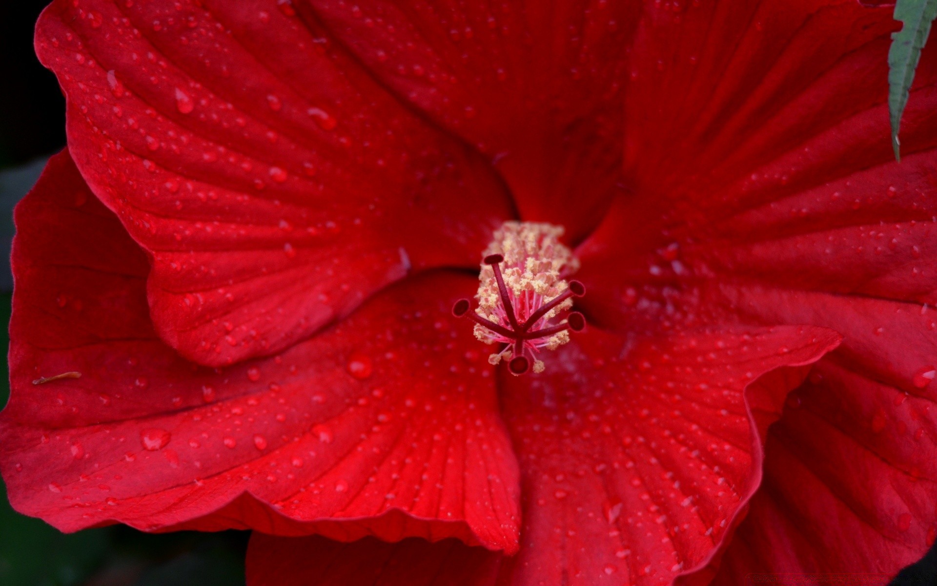 fleurs fleur nature hibiscus flore été feuille jardin couleur rosée pétale rose bluming floral