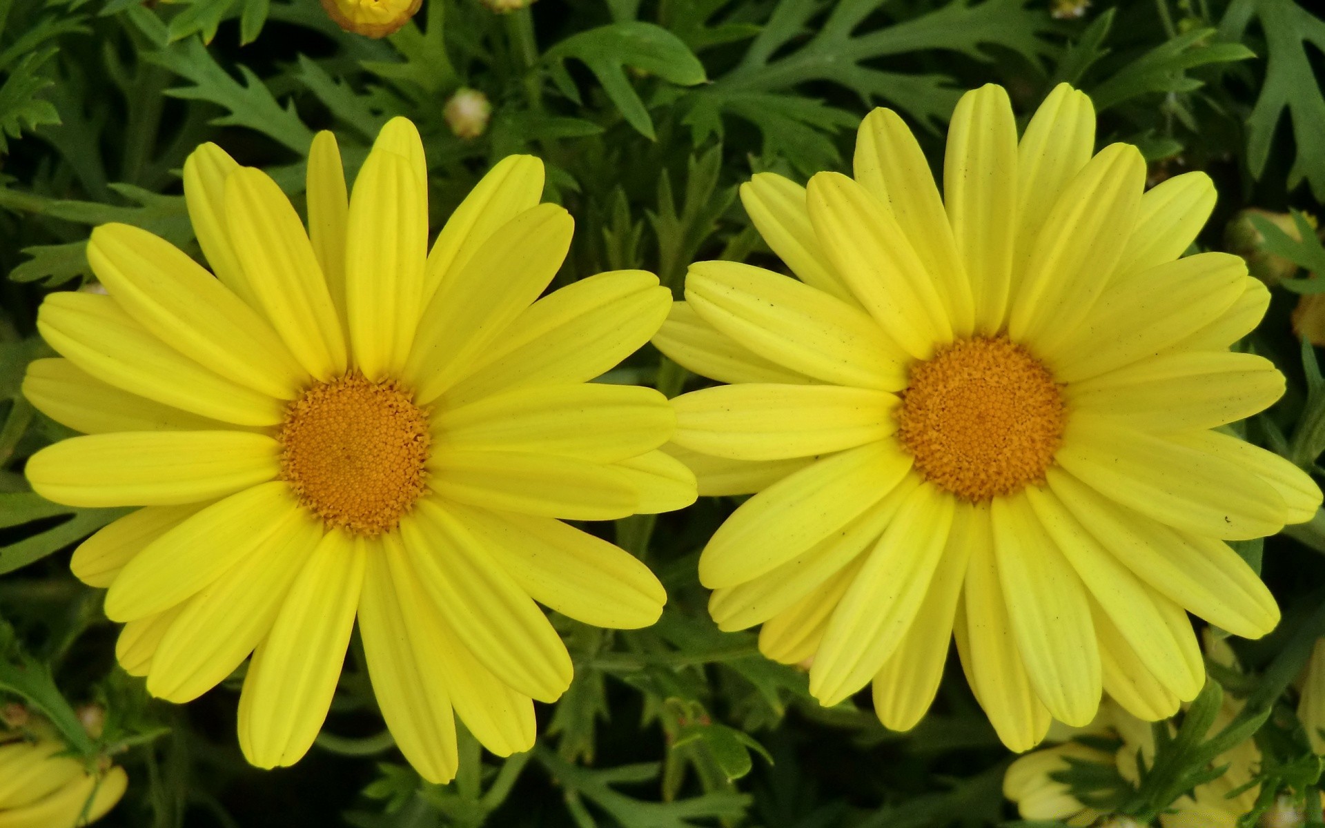 flowers nature summer flower flora garden bright blooming color petal floral field growth leaf season close-up vibrant beautiful hayfield botanical