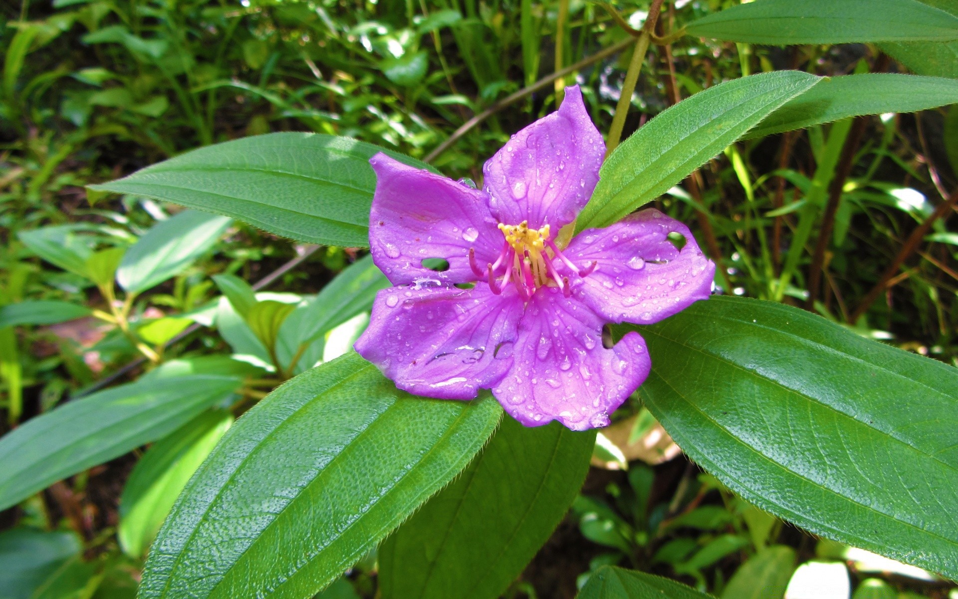 flowers nature leaf flora flower garden summer close-up floral outdoors bright season color beautiful blooming growth petal park tropical