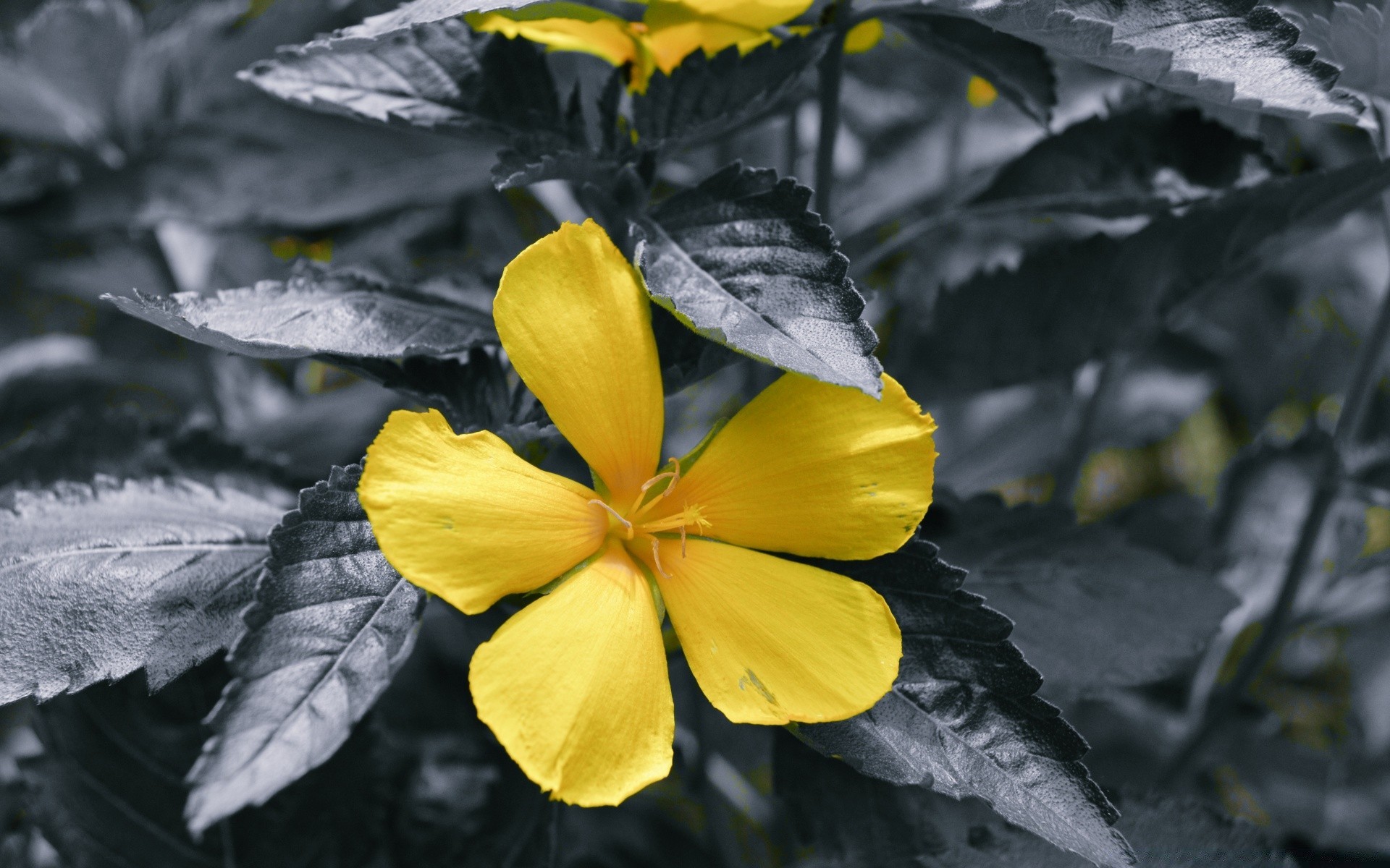 fiori foglia natura flora fiore all aperto giardino crescita stagione autunno luminoso estate colore