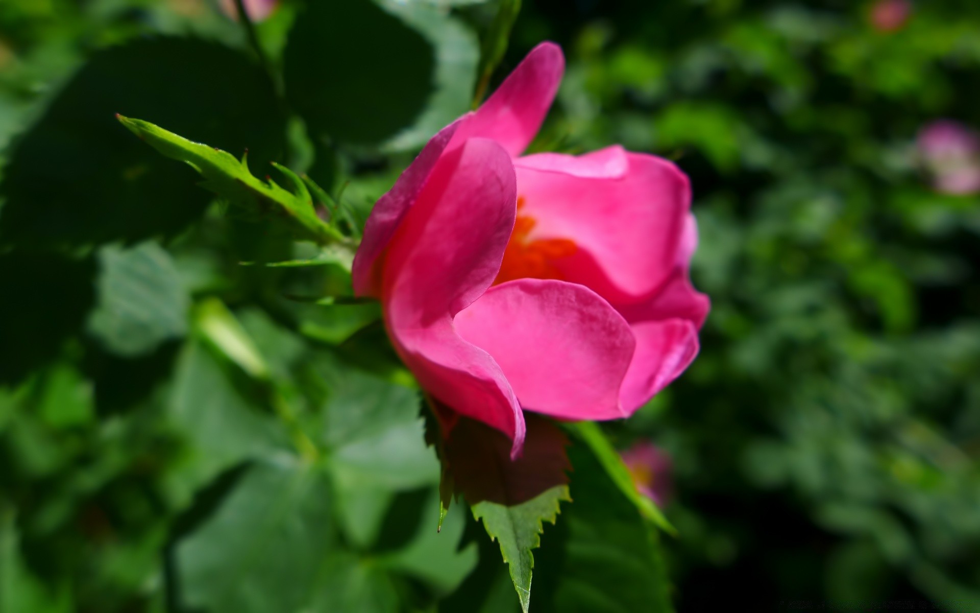 çiçekler doğa çiçek yaprak flora bahçe yaz açık havada çiçek çiçek açan petal parlak gül büyüme renk güzel