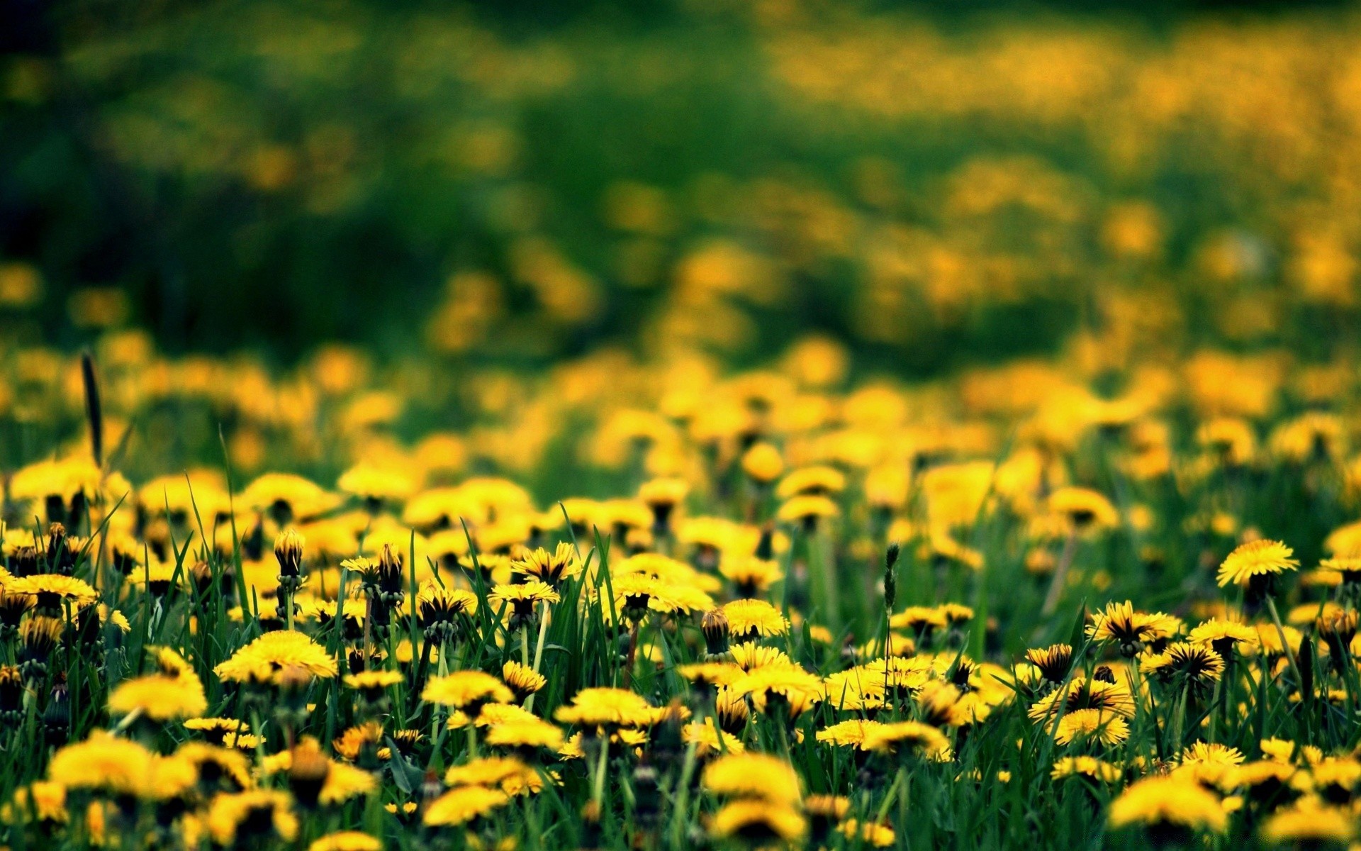 blumen feld gras natur heuhaufen blume des ländlichen sommer flora sonne wachstum gutes wetter rasen garten saison land farbe hell im freien boden