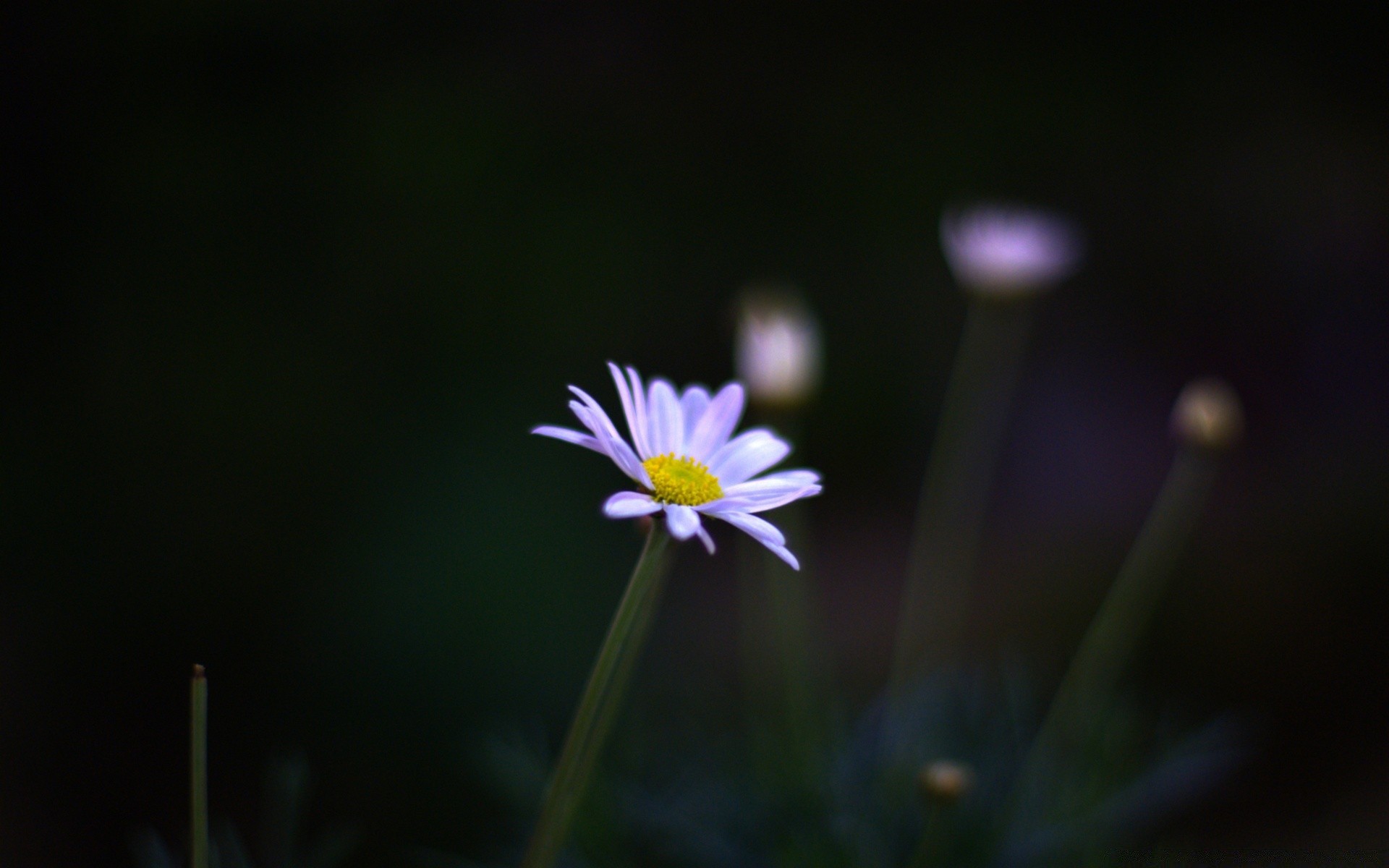 flowers nature flower flora blur summer leaf growth garden outdoors