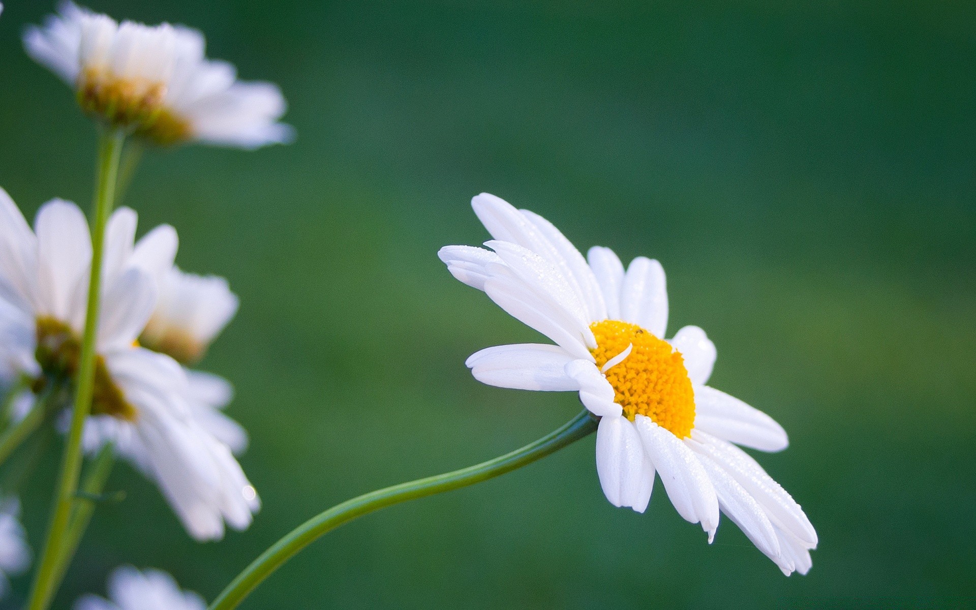 kwiaty natura kwiat flora lato stokrotki liść ogród jasny wzrost płatek pole kwiatowy dobra pogoda kolor bluming zbliżenie sezon trawa sianokosy