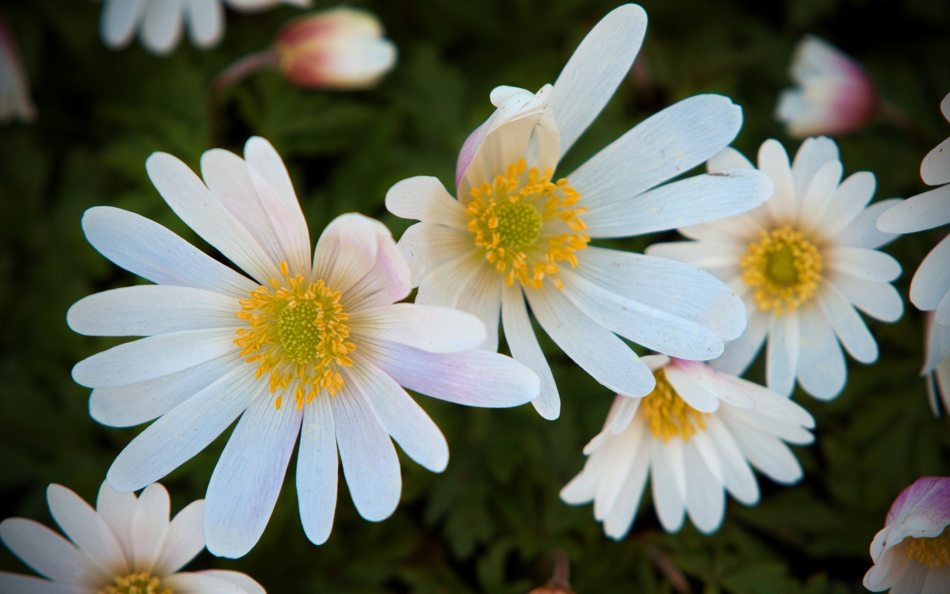 flowers flower nature flora garden summer blooming petal floral leaf color bright beautiful season growth close-up field