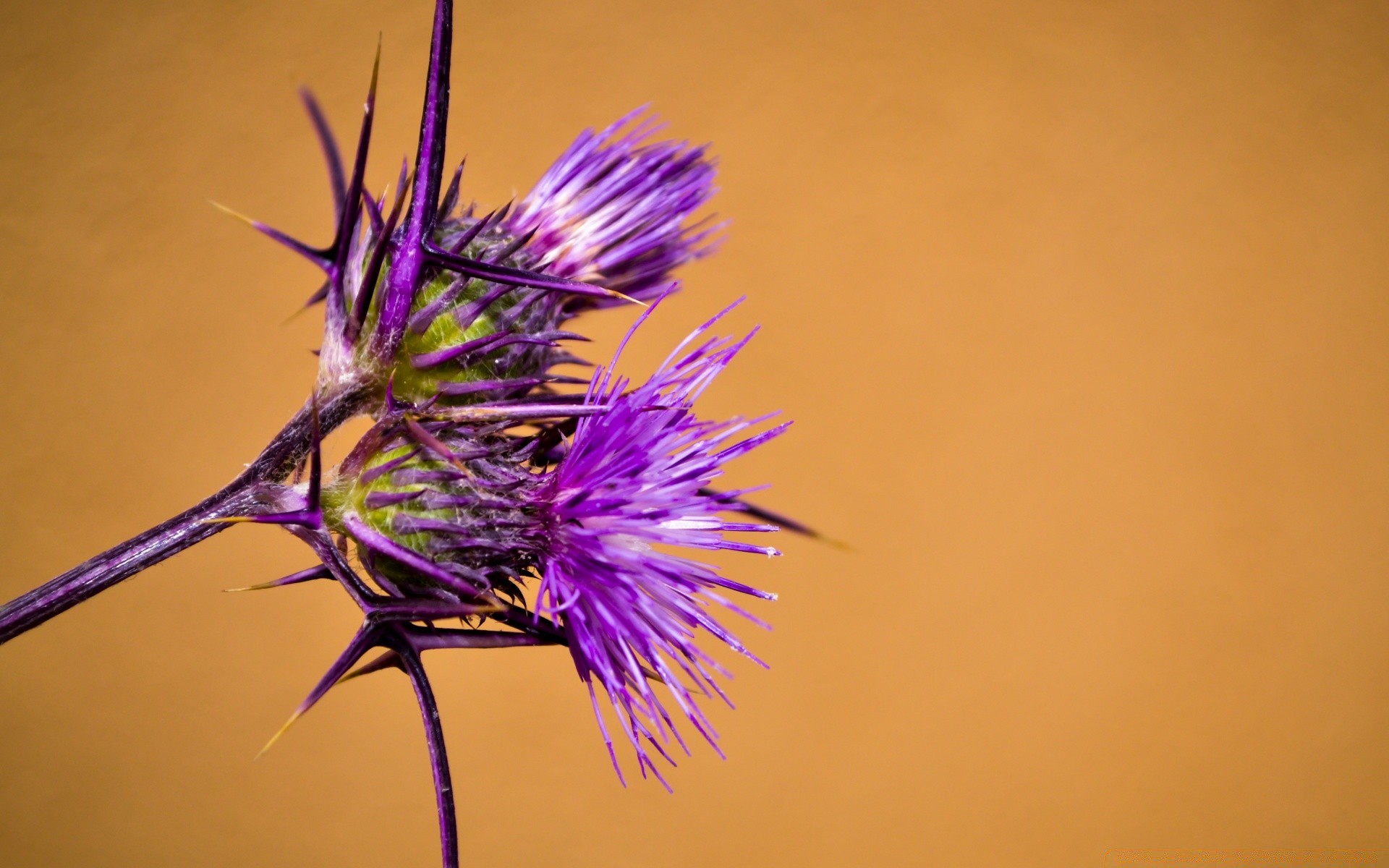 fleurs fleur nature chardon insecte flore