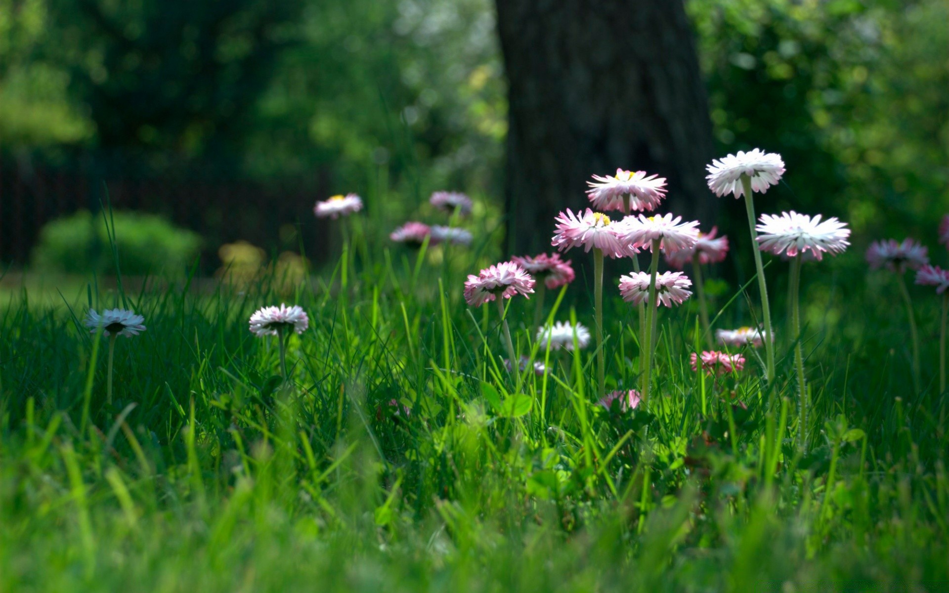 flowers grass nature summer flower field hayfield flora garden leaf lawn season outdoors environment sun growth fair weather rural park landscape