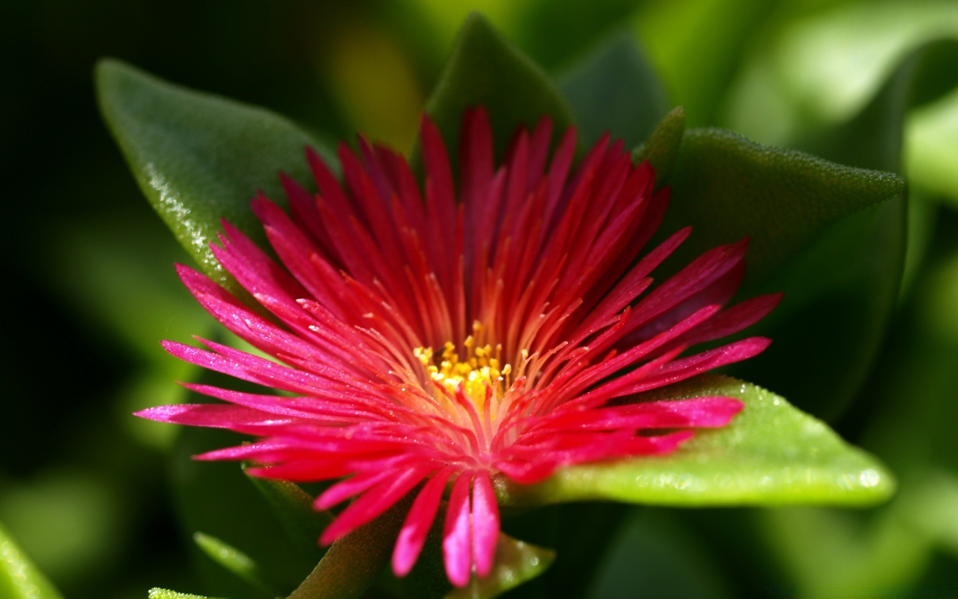 çiçekler doğa çiçek flora yaprak bahçe yaz yakın çekim petal çiçek tropikal çiçek açan renk açık havada park