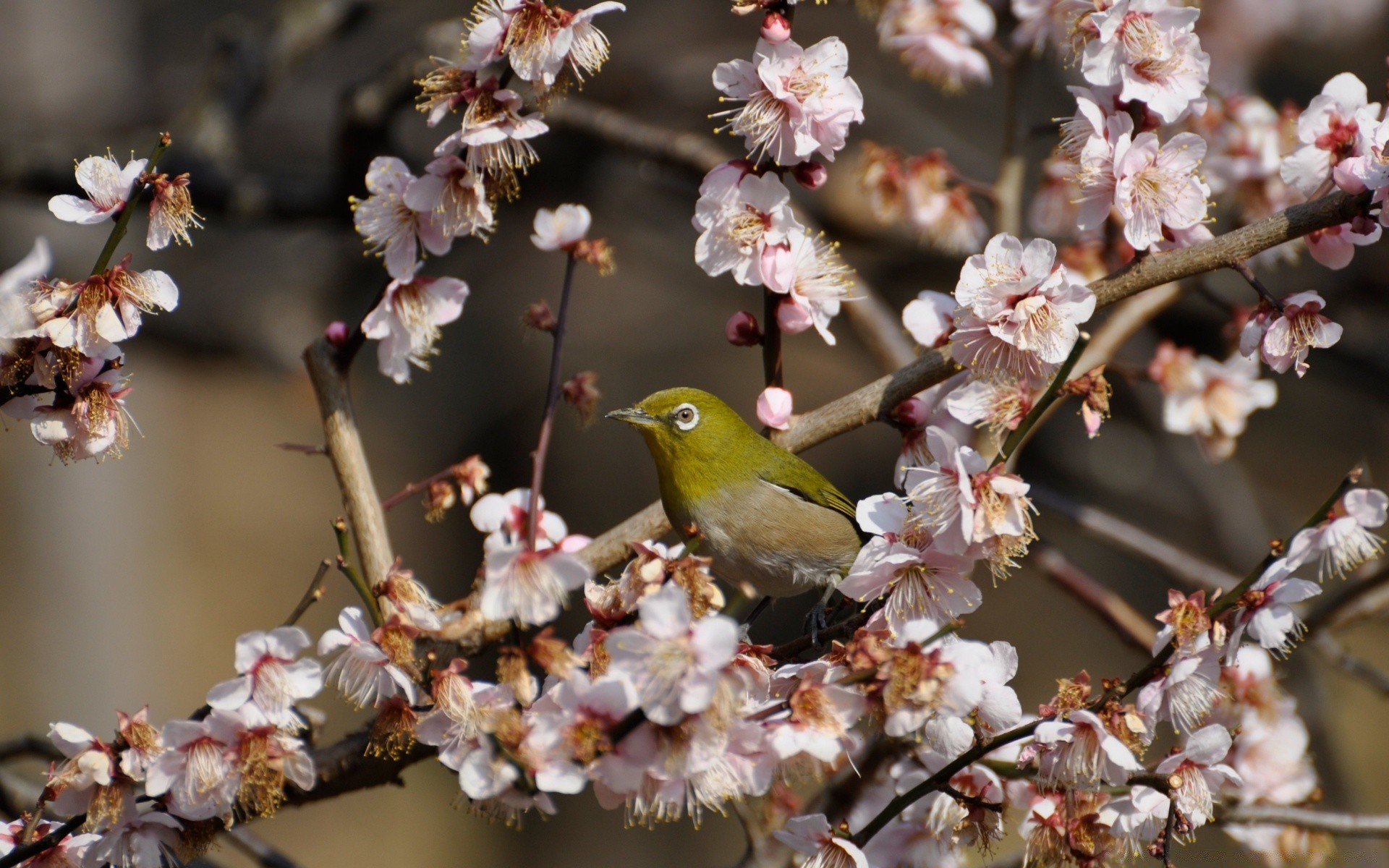 flowers flower tree branch nature cherry outdoors apple garden season flora bird springtime leaf blooming petal