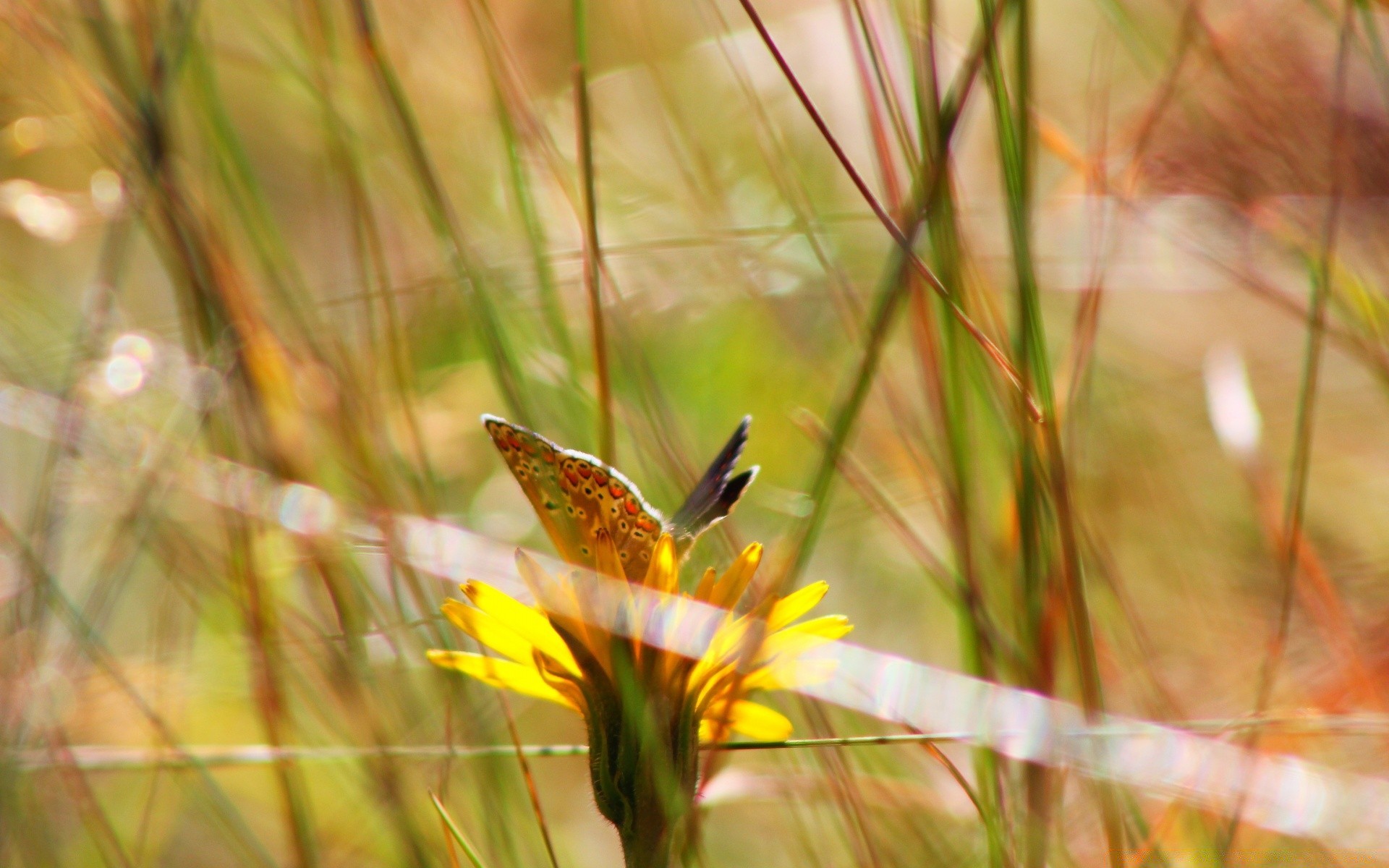 flowers nature grass outdoors summer leaf flora flower field sun garden fair weather close-up environment insect bright hayfield season rural