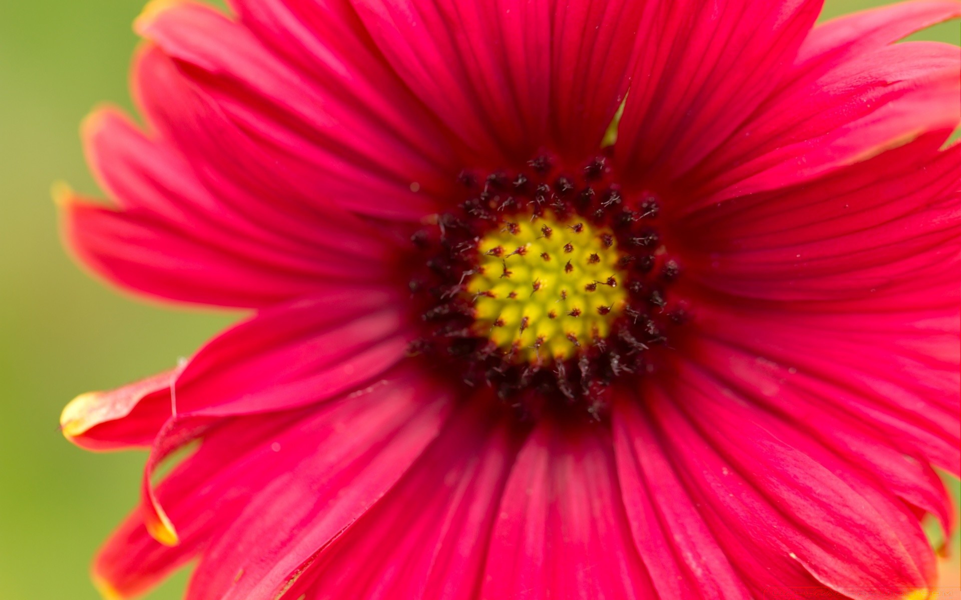 fleurs fleur nature flore été pétale lumineux jardin couleur bluming floral beau gros plan feuille