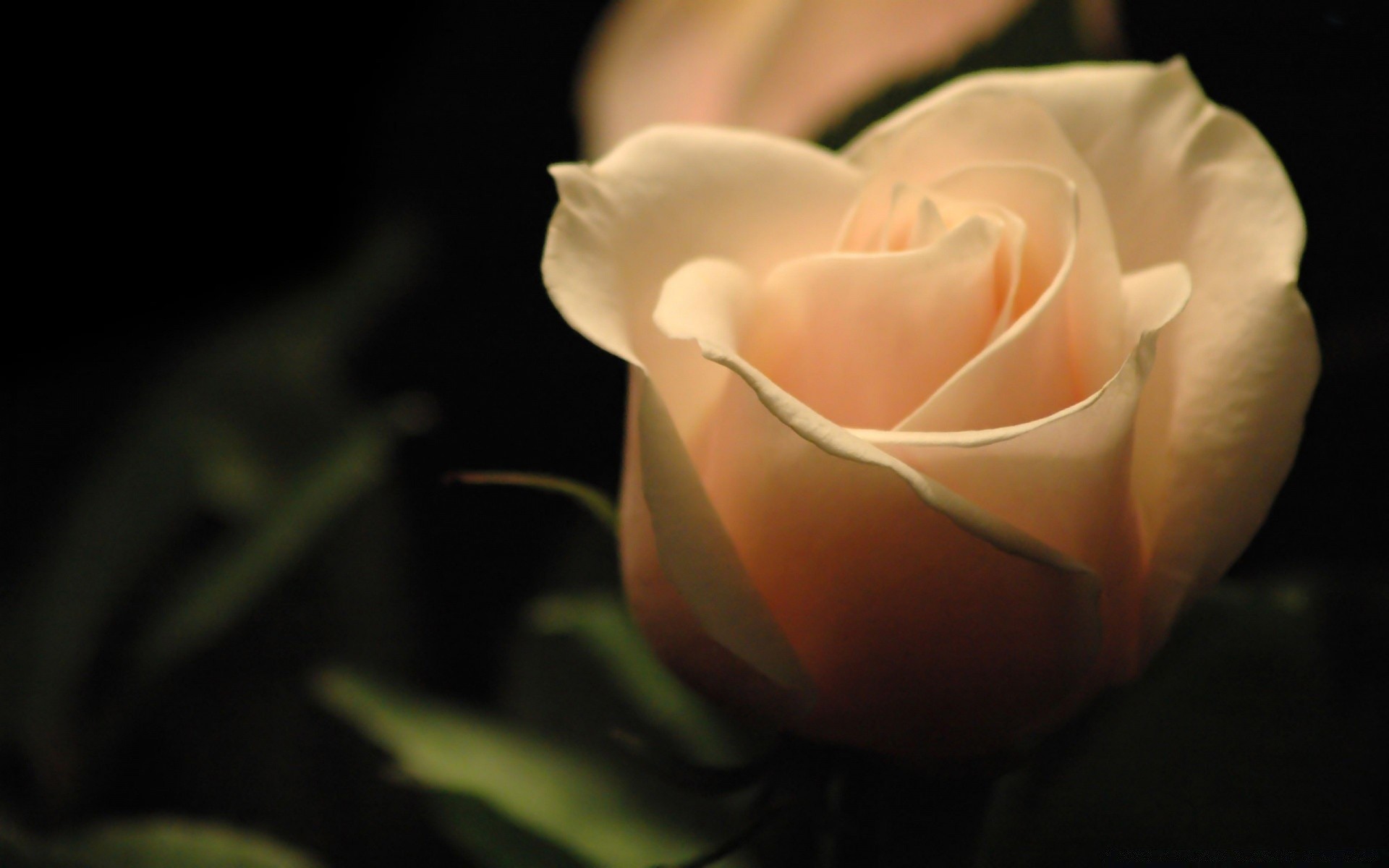 çiçekler çiçek gül petal yaprak düğün doğa aşk renk romantizm çiçek flora narin lale natürmort çiçeklenme masaüstü