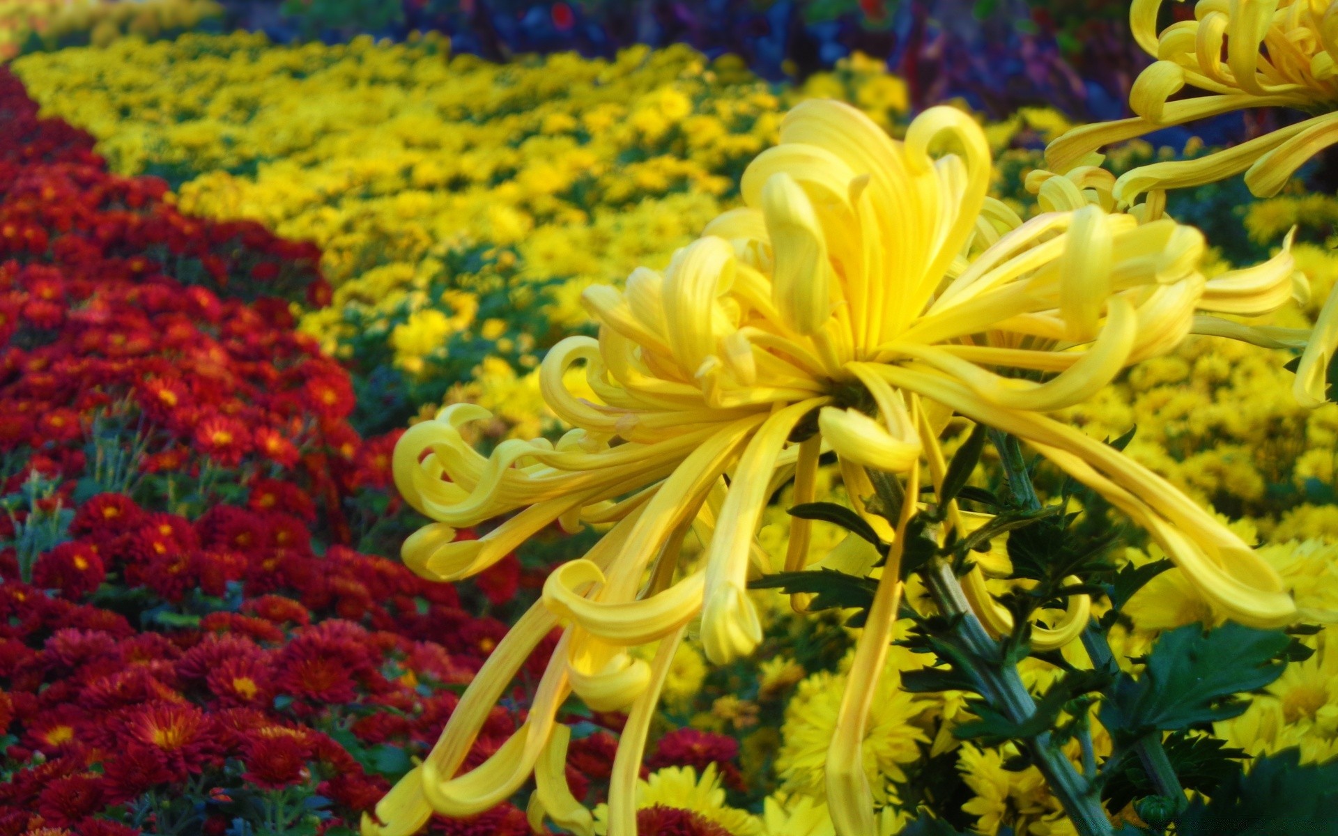 fleurs nature fleur jardin flore couleur été bluming feuille belle croissance lumineux champ floral à l extérieur