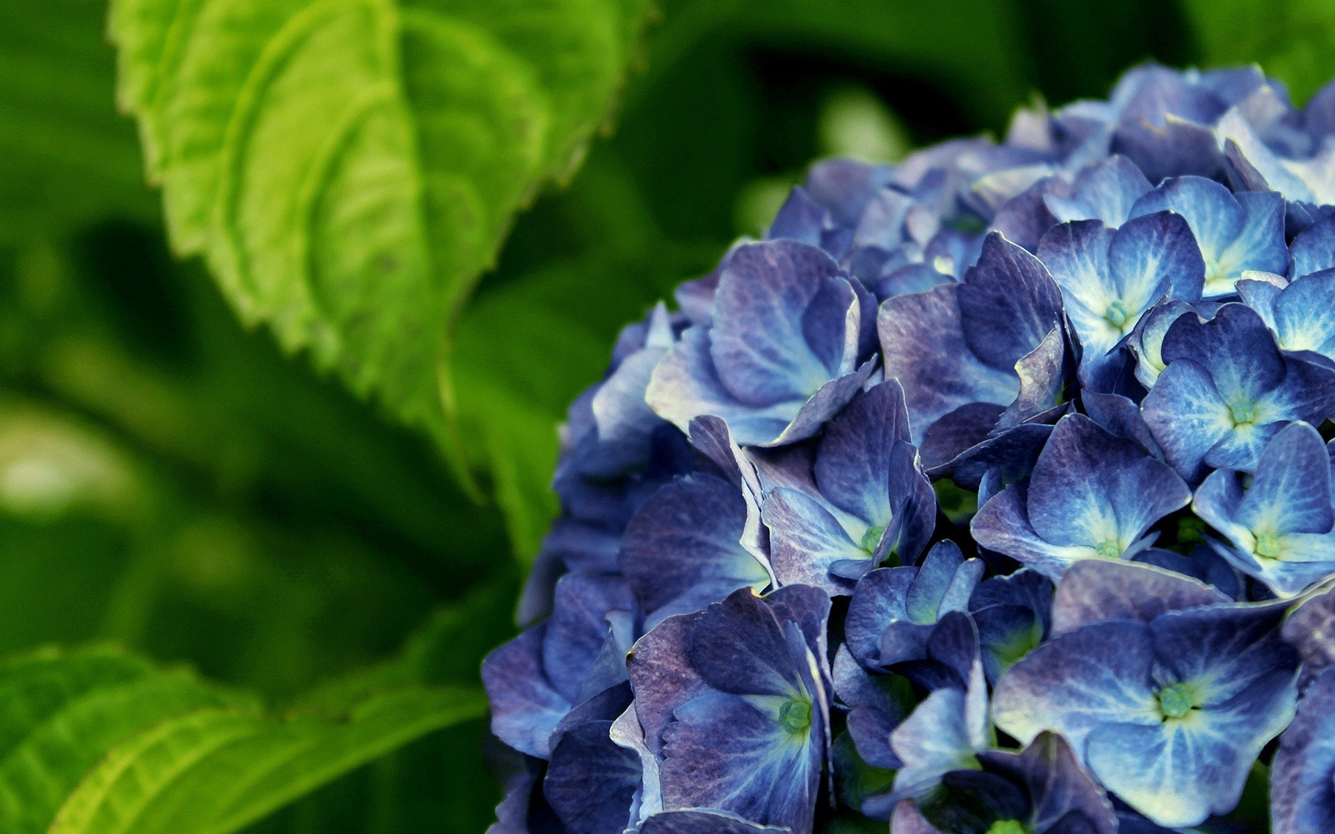 flowers leaf flora nature garden flower summer floral close-up blooming petal growth color botanical bright season outdoors violet beautiful