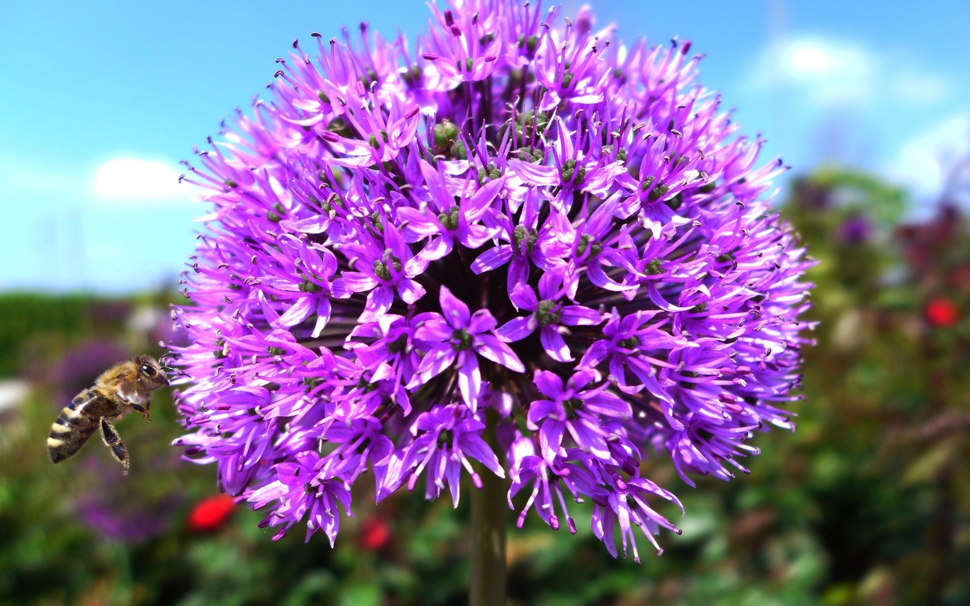 flowers nature flower summer flora outdoors blooming garden close-up petal wild violet floral