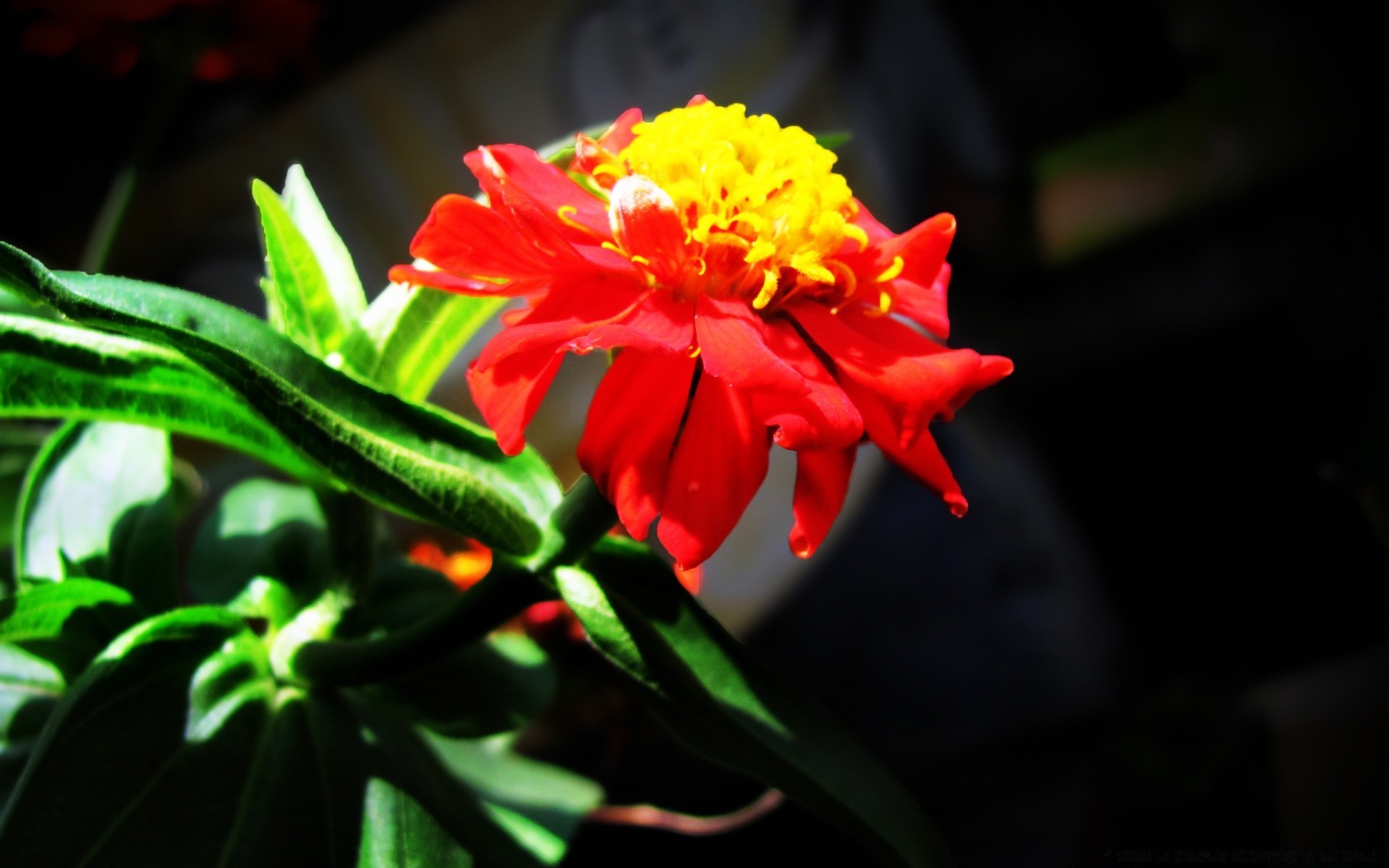 flores flor naturaleza hoja flora jardín verano pétalo color bluming floral