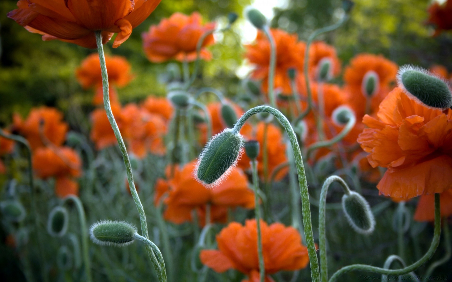 fleurs nature fleur flore jardin feuille été lumineux couleur saison à l extérieur poppy beau temps pétale champ croissance floral cosse bluming gros plan