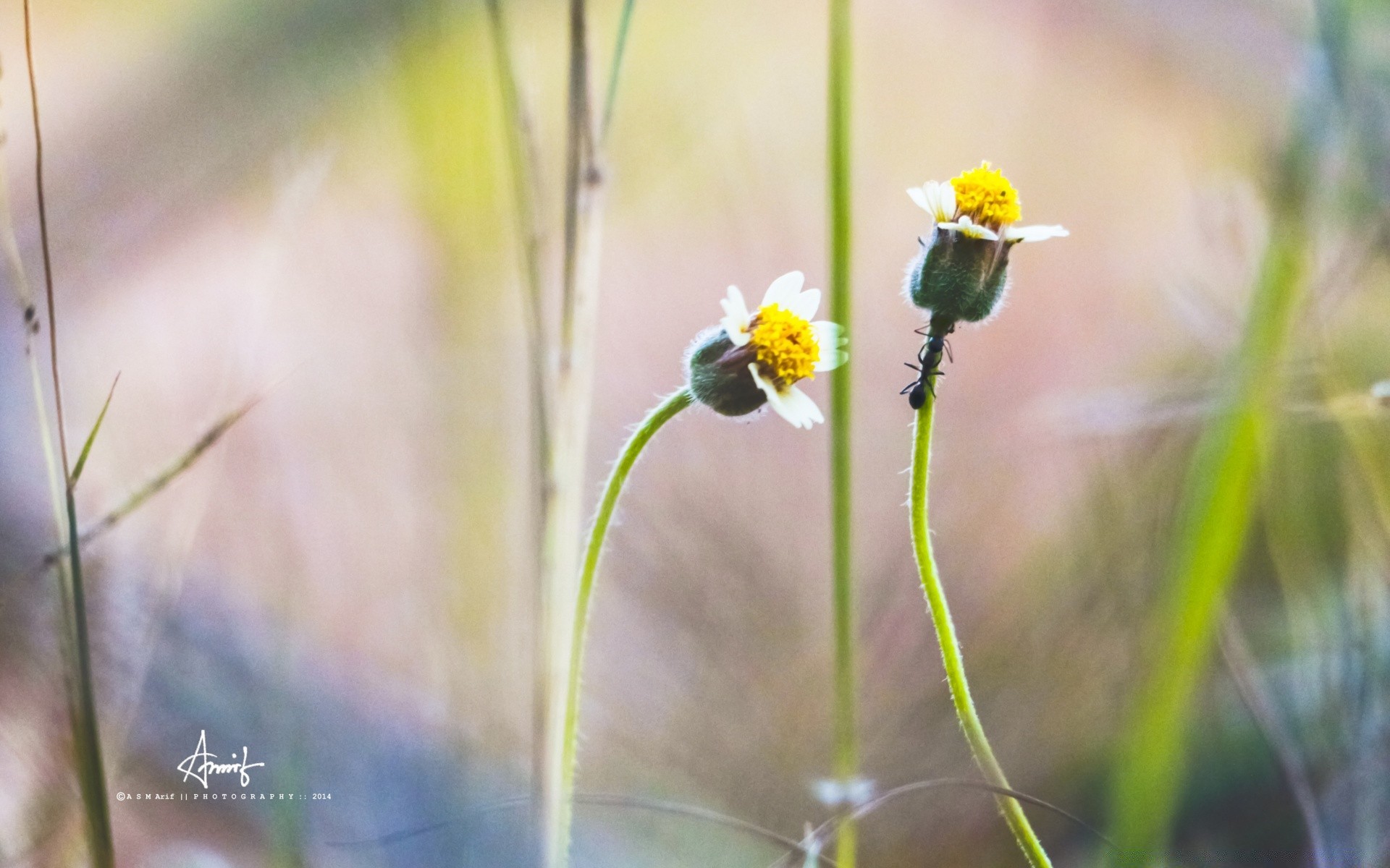 blumen natur im freien flora blume sommer gras wachstum blatt gutes wetter schale