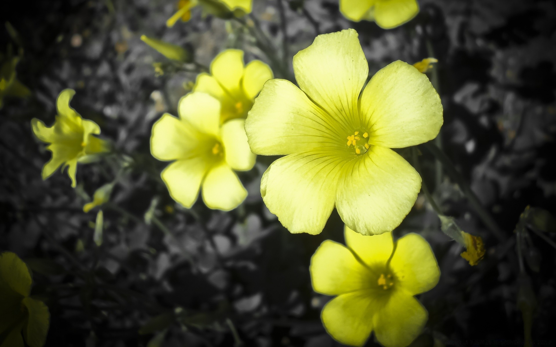 flowers flower nature flora blooming garden leaf outdoors petal bright floral summer color