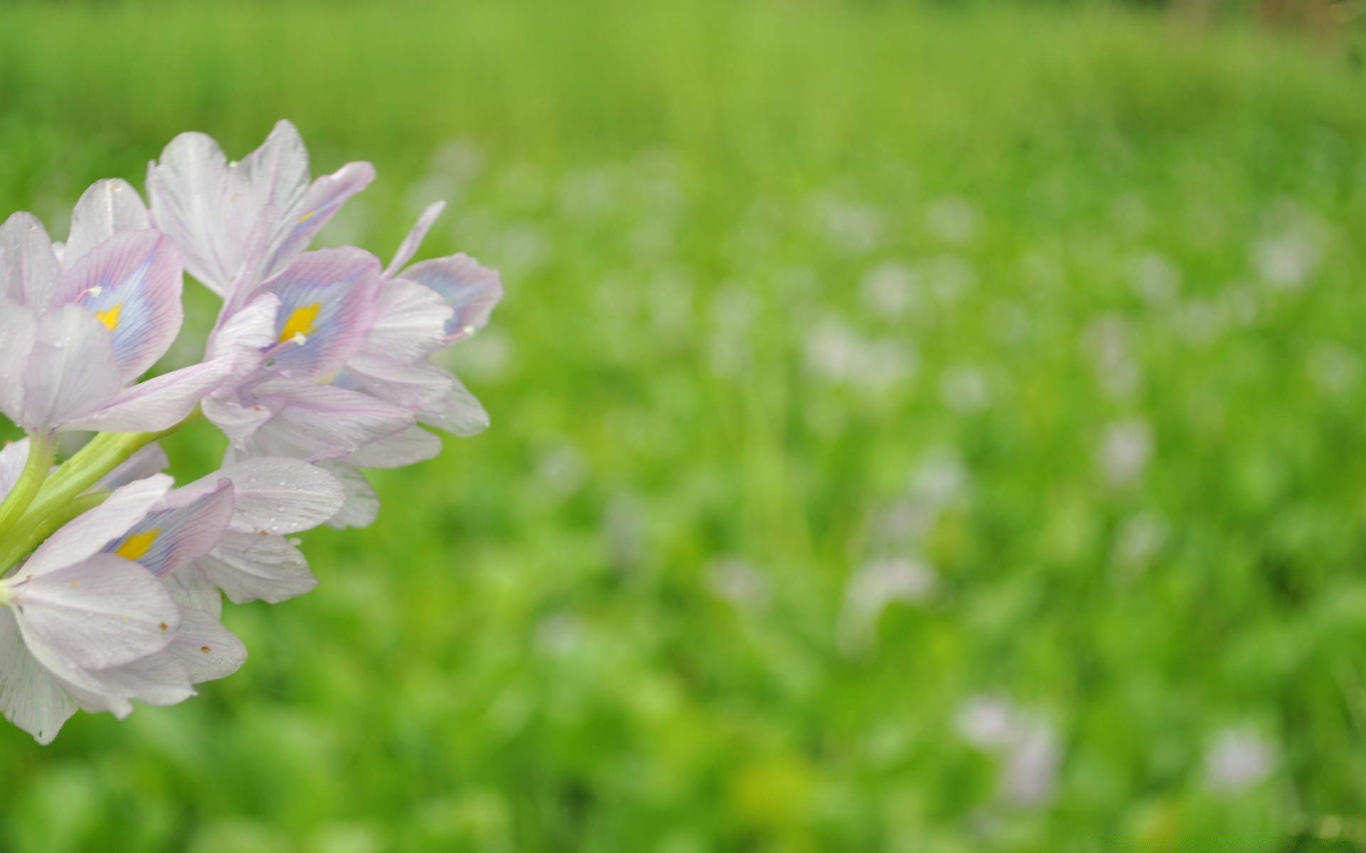 flowers flower flora nature garden summer grass field hayfield season leaf growth close-up color bright blooming floral environment beautiful petal