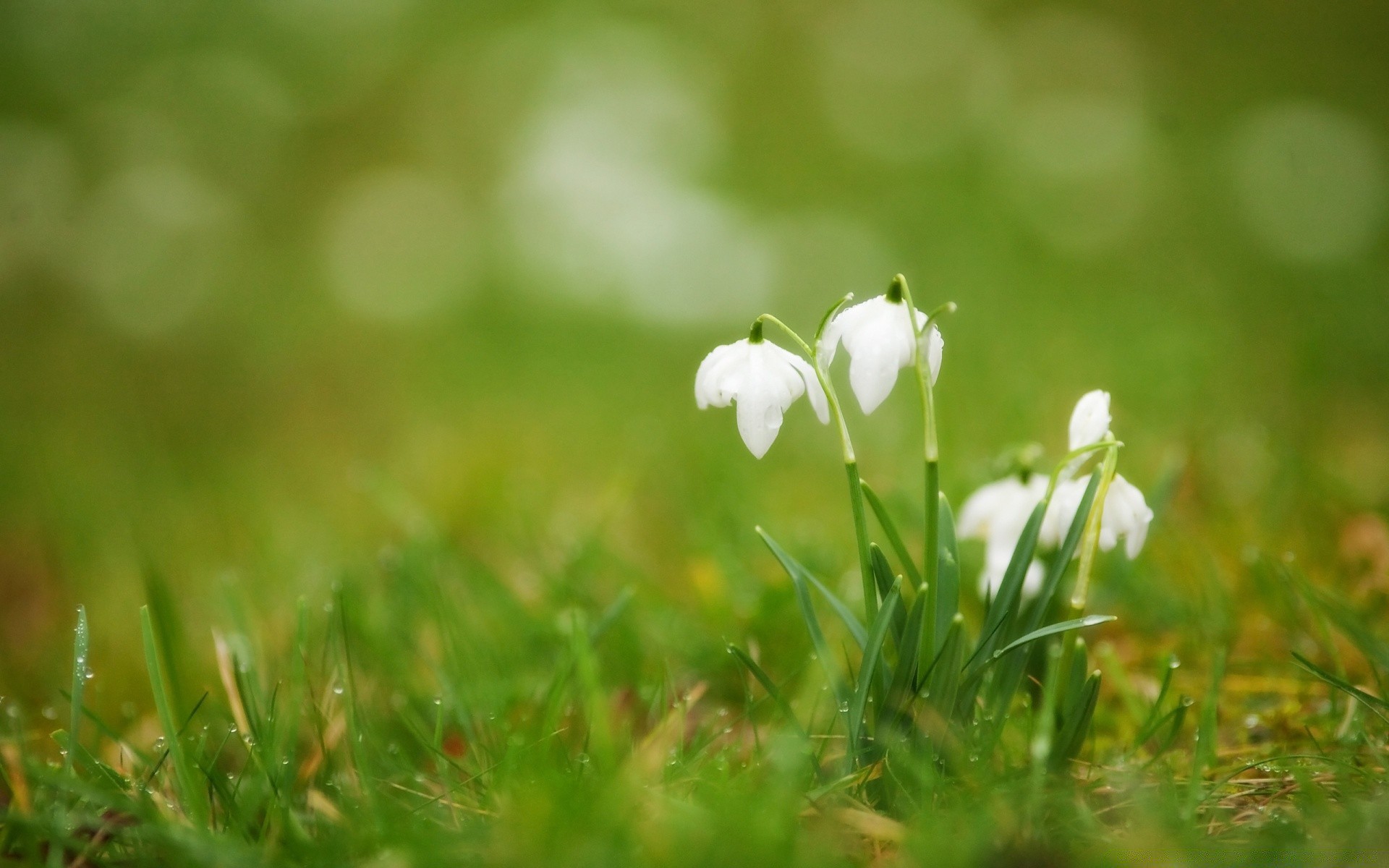 fleurs herbe nature feuille foin été à l extérieur flore croissance beau temps champ jardin saison lumineux pelouse peu flou