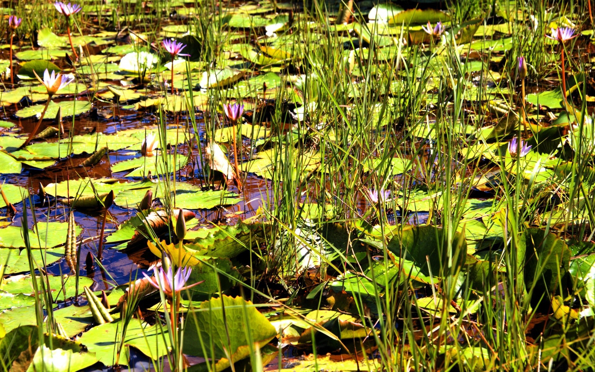 flores flora naturaleza hoja piscina jardín parque verano flor al aire libre medio ambiente hierba agua hermosa loto color madera salvaje tropical