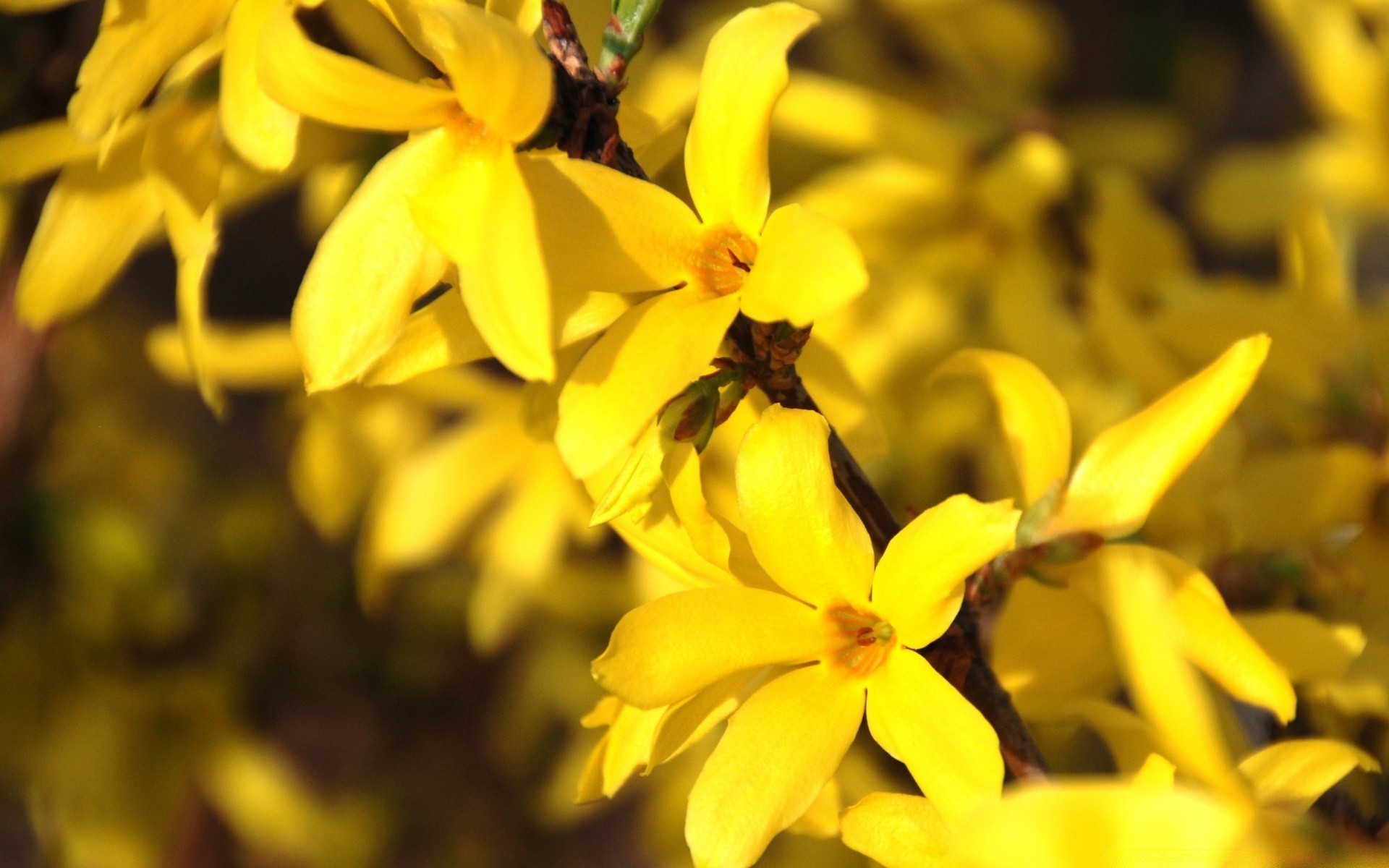 fleurs nature fleur flore feuille jardin été lumineux couleur gros plan à l extérieur croissance floral saison