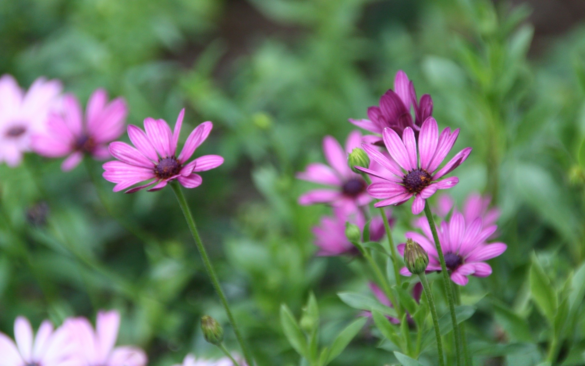 flowers nature flower flora summer garden leaf blooming bright floral field petal color grass wild close-up growth pollen beautiful botanical