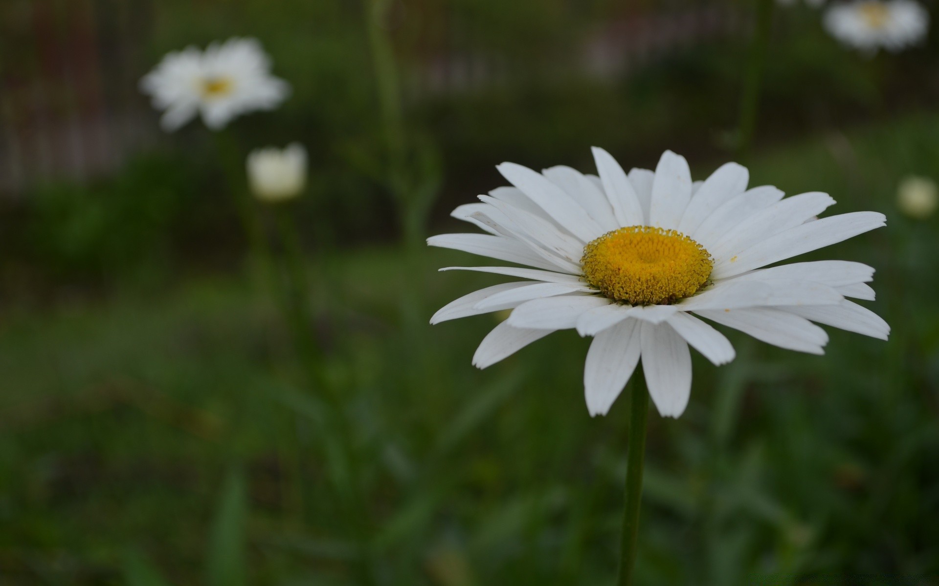 fleurs nature fleur flore été marguerites champ jardin herbe croissance feuille lumineux foin saison bluming floral couleur à l extérieur soleil gros plan