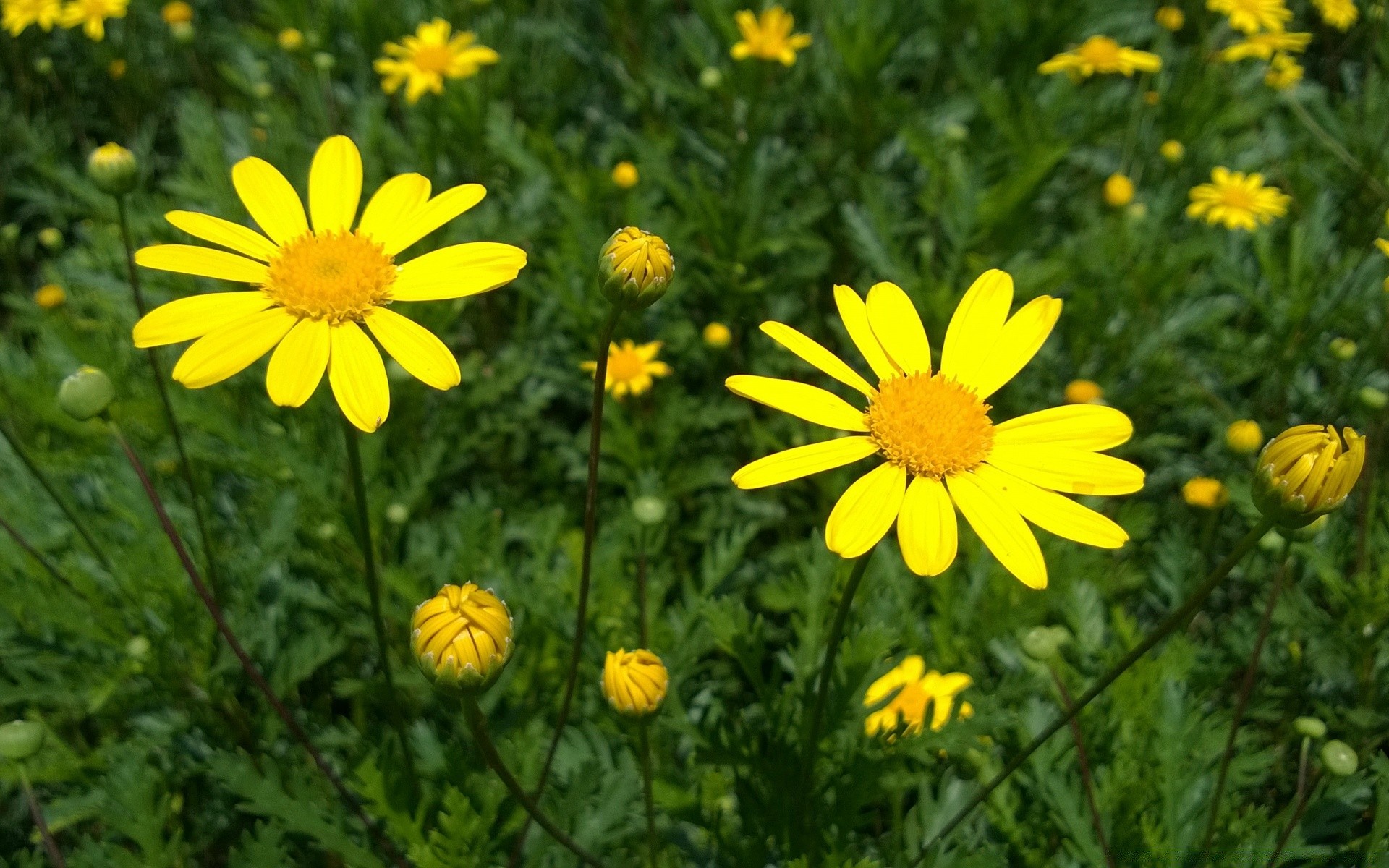 flowers nature summer flower flora field hayfield bright garden grass floral outdoors petal blooming season wild growth close-up leaf color