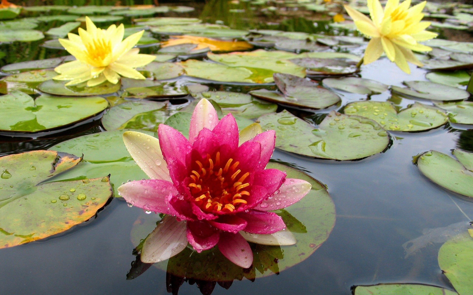 flowers pool lotus lily waterlily leaf aquatic flower swimming meditation zen nature tropical flora exotic blooming beautiful park nelumbo summer garden