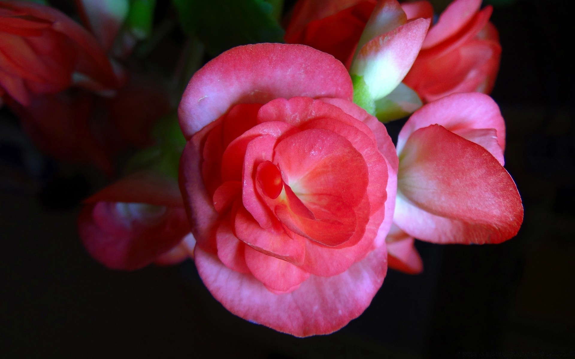 çiçekler çiçek doğa petal flora bahçe yaprak renk çiçeklenme gül çiçek parlak güzel aşk