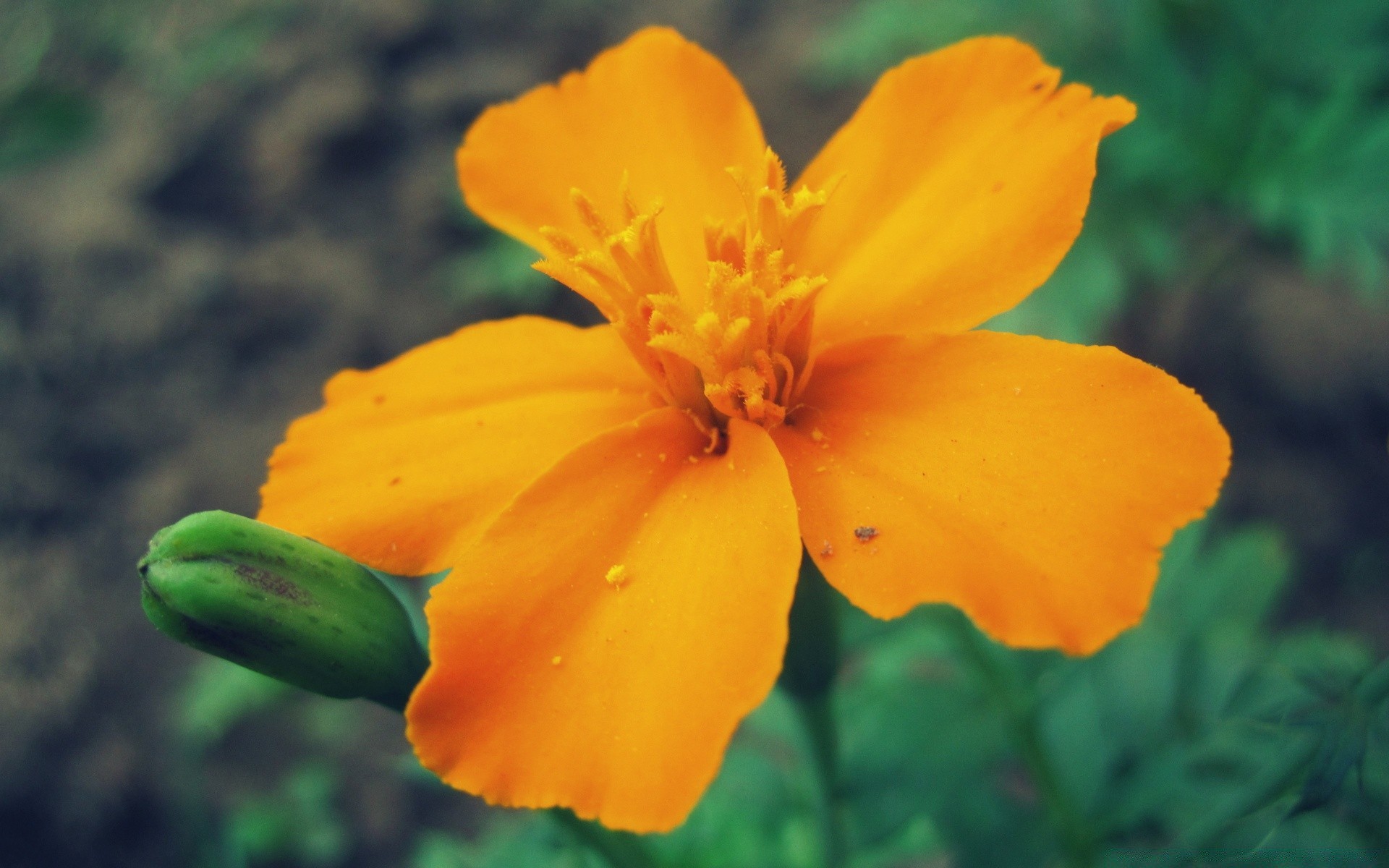 flowers nature flower flora leaf outdoors summer garden bright petal growth blooming color blur fair weather