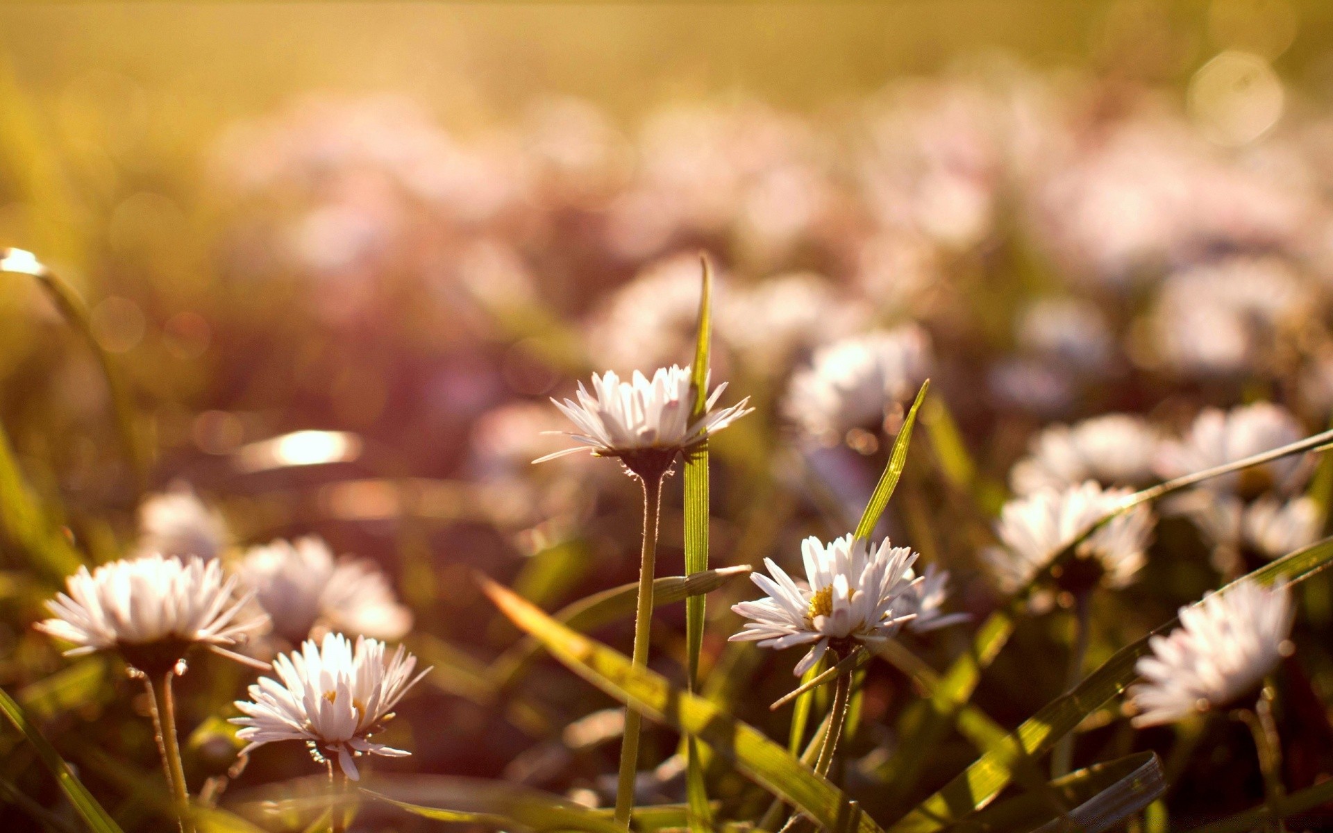 çiçekler çiçek doğa flora bahçe açık havada park yaprak yaz çiçeklenme alan çimen petal güzel hava yakın çekim çiçek renk