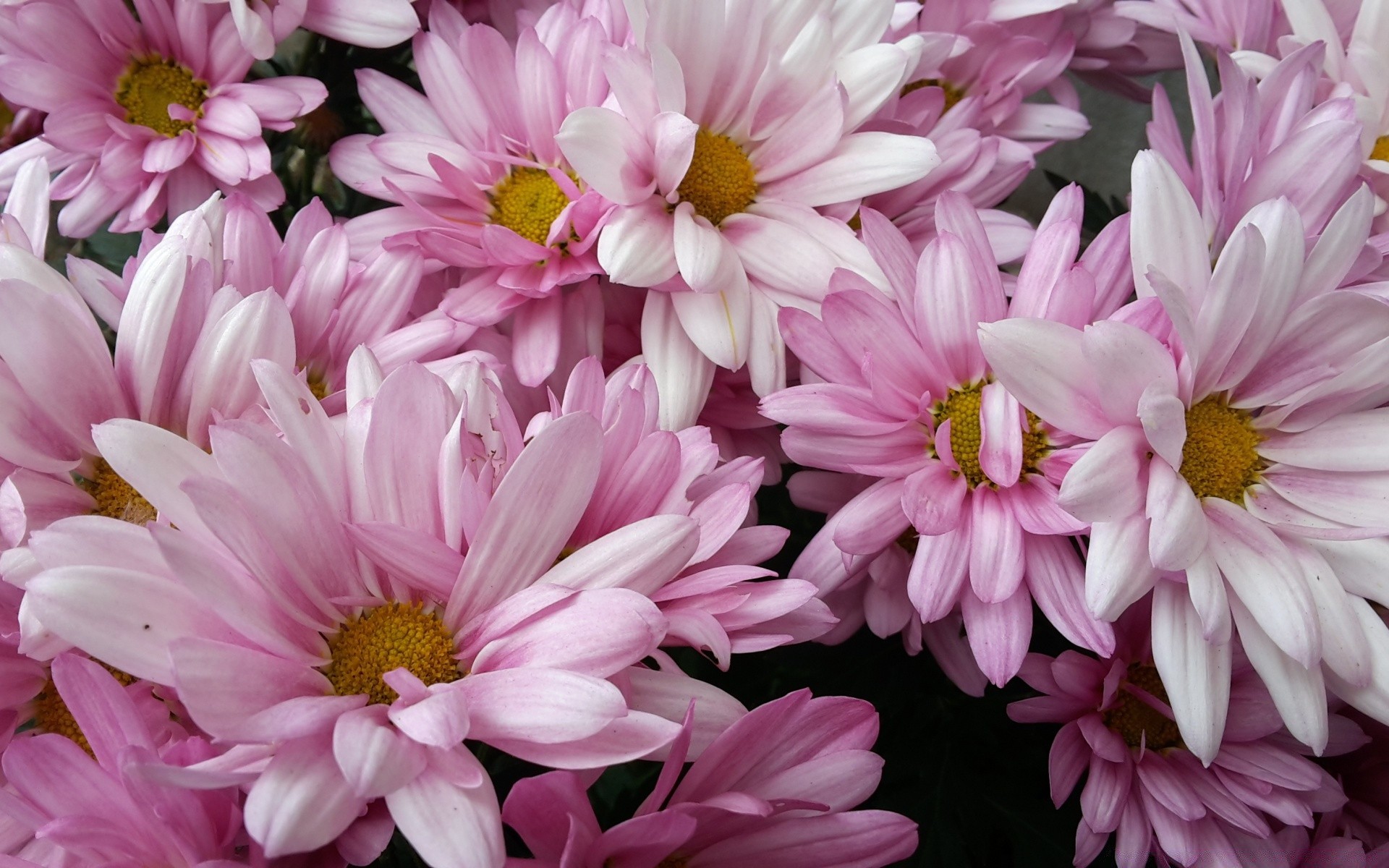 fiori fiore flora natura giardino petalo fiore floreale estate foglia bouquet luminoso colore testa bella crisantemo stagione decorazione close-up botanico