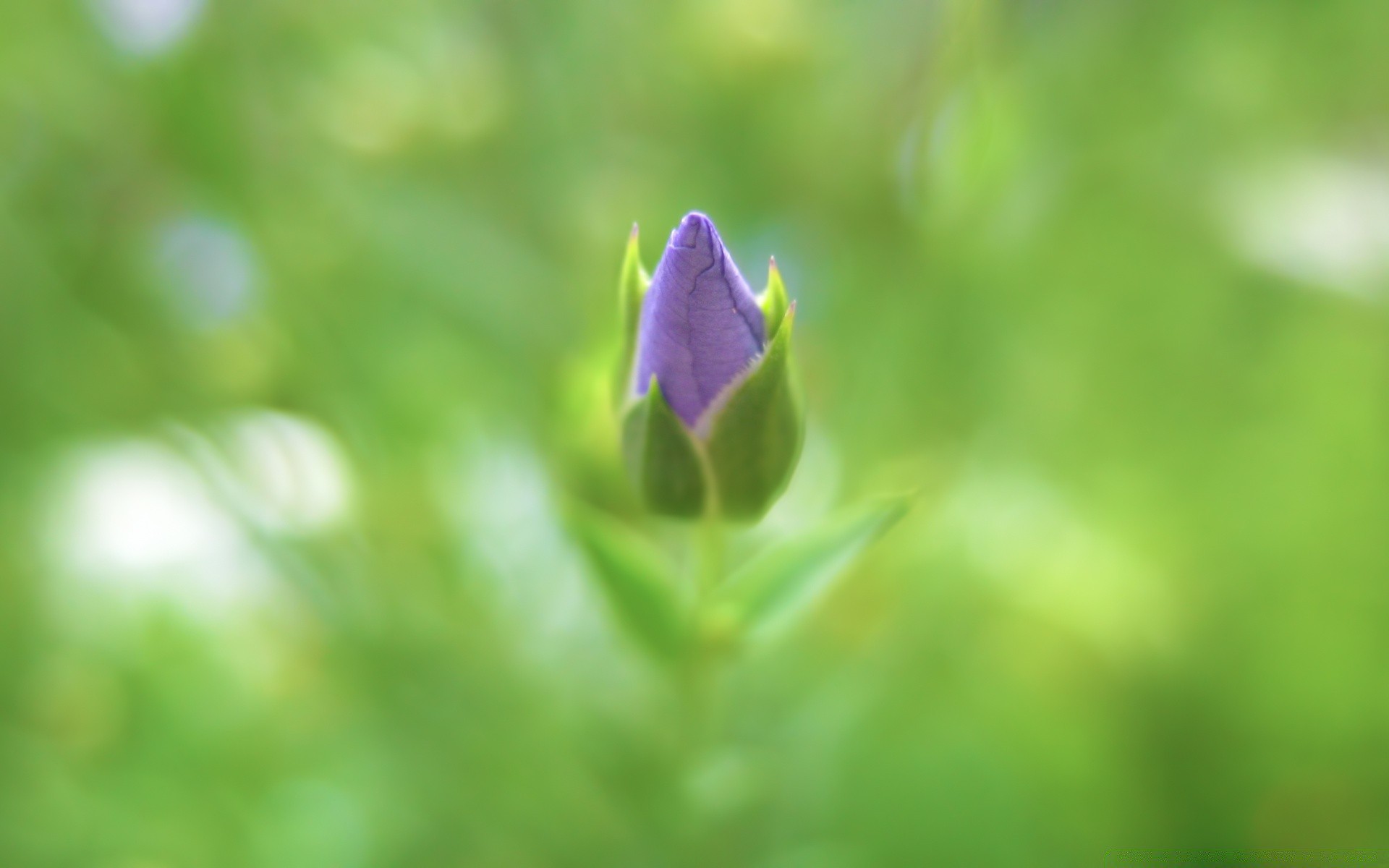 kwiaty liść natura lato flora ogród rozmycie kwiat wzrost na zewnątrz jasny trawa kwiat