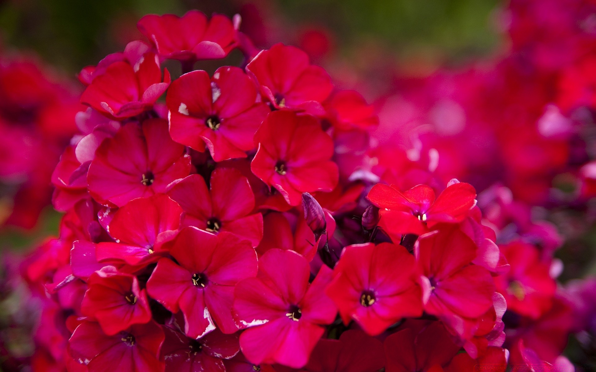 fleurs fleur nature jardin flore pétale bluming été couleur feuille décoration