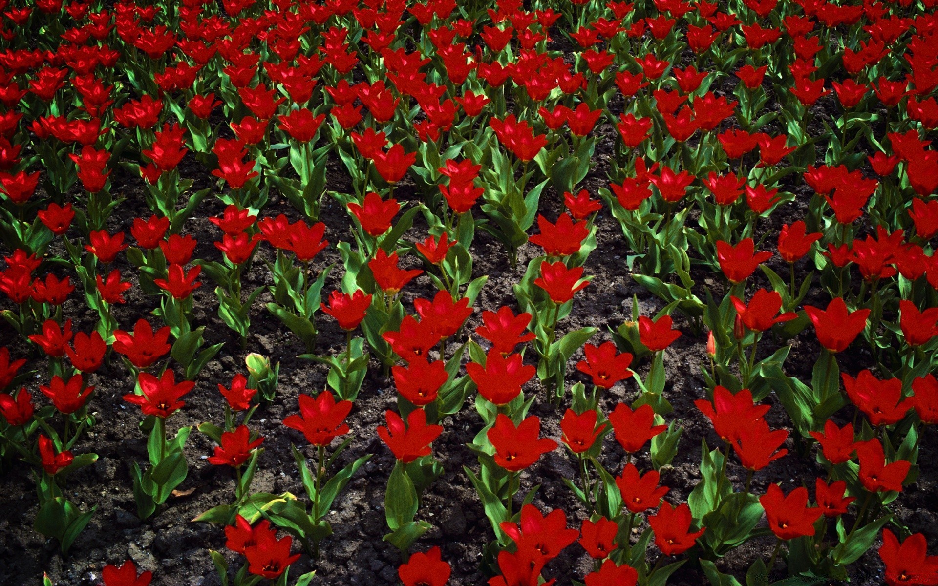 fleurs fleur jardin flore nature tulipe champ floral feuille bluming saison été pétale lit croissance couleur lumineux à l extérieur lumineux rural