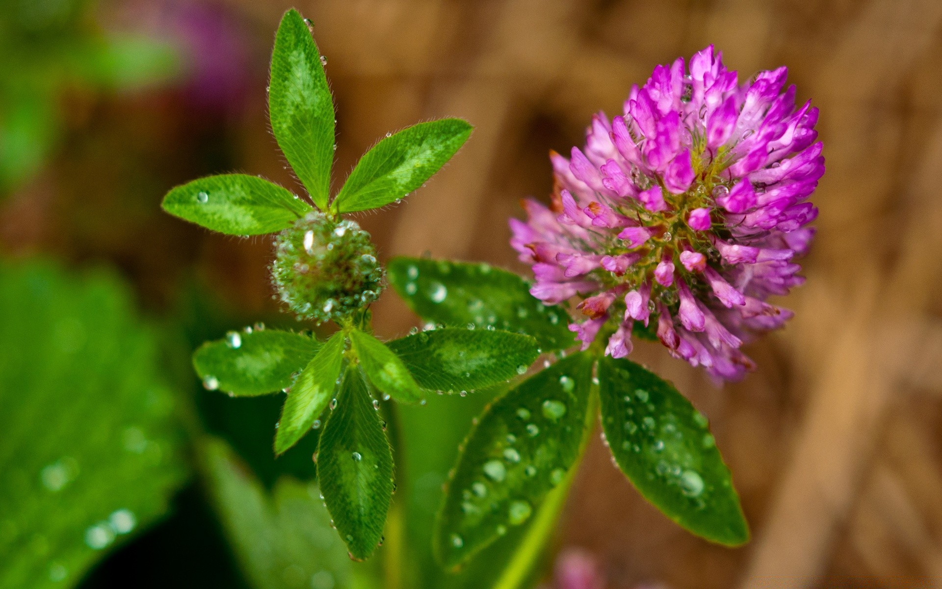 blumen natur flora blatt blume schließen garten wachstum im freien sommer medium wenig wild blühen blumen farbe hell