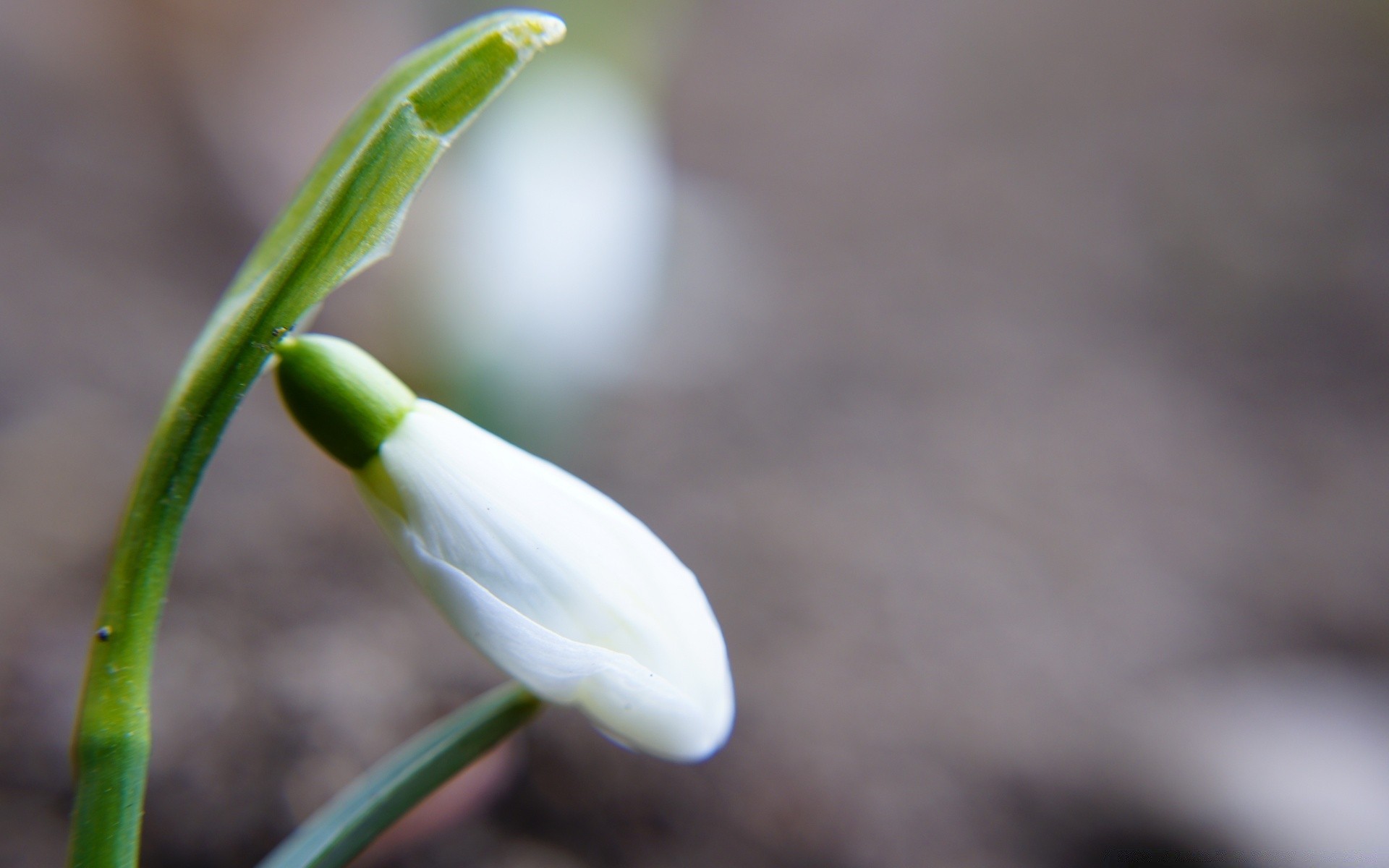 flowers nature flower blur leaf flora outdoors rain dof growth drop garden fair weather